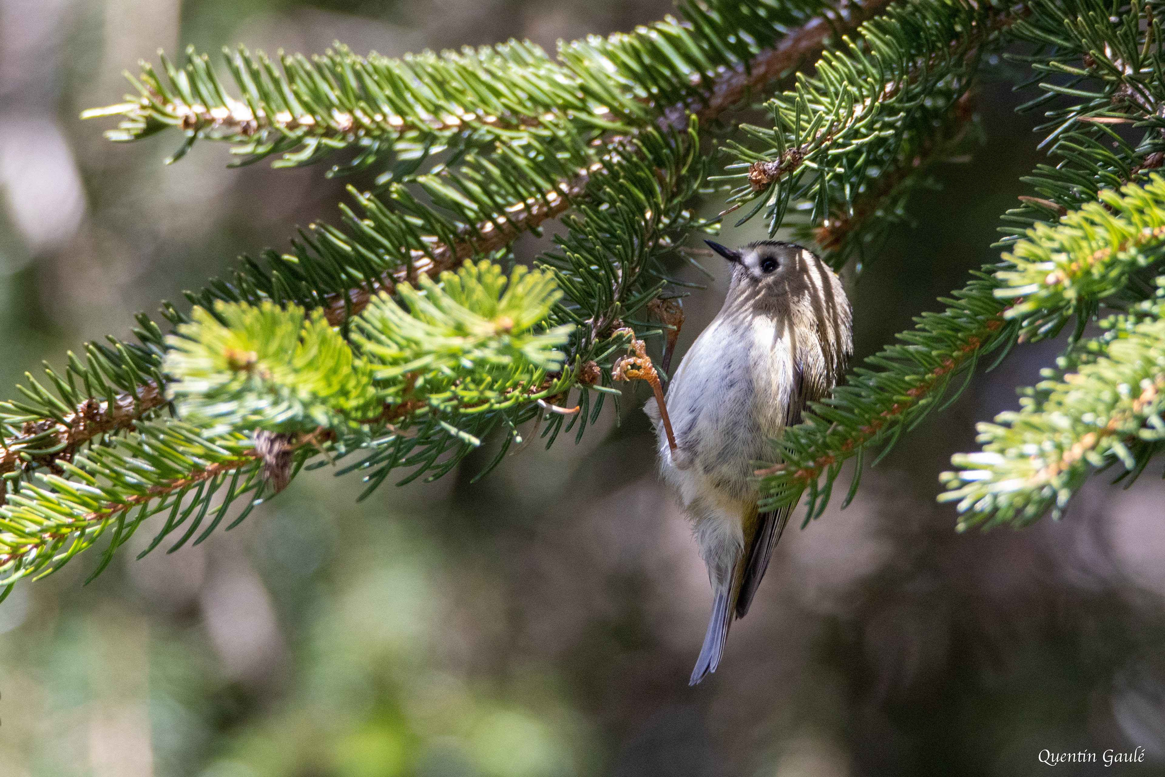 Roitelet huppé (Regulus regulus) - Gourette, Eaux-Bonnes (64)