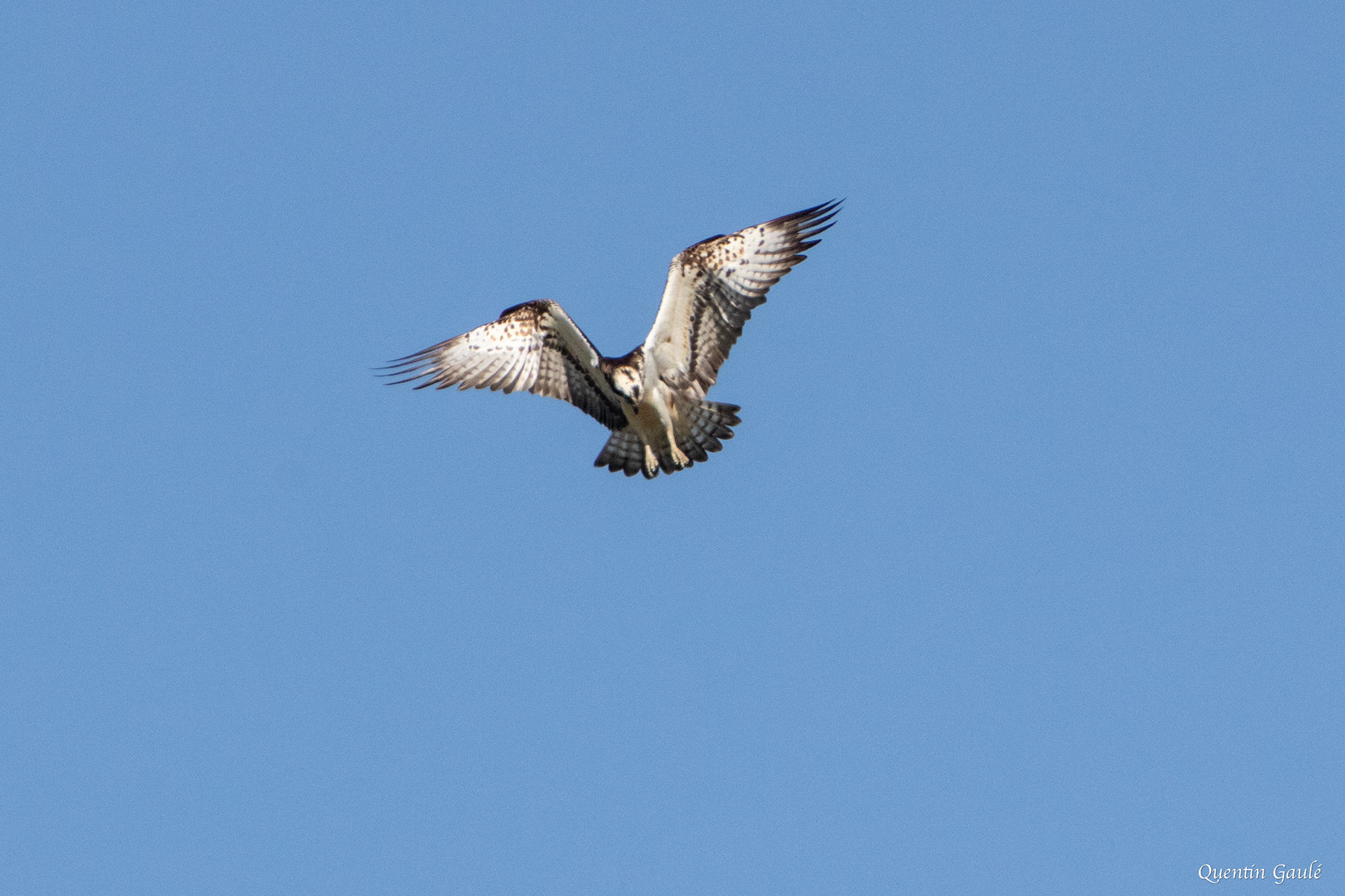 Balbuzard pêcheur (Pandion haliaetus) - Meurthe-et-Moselle (54)