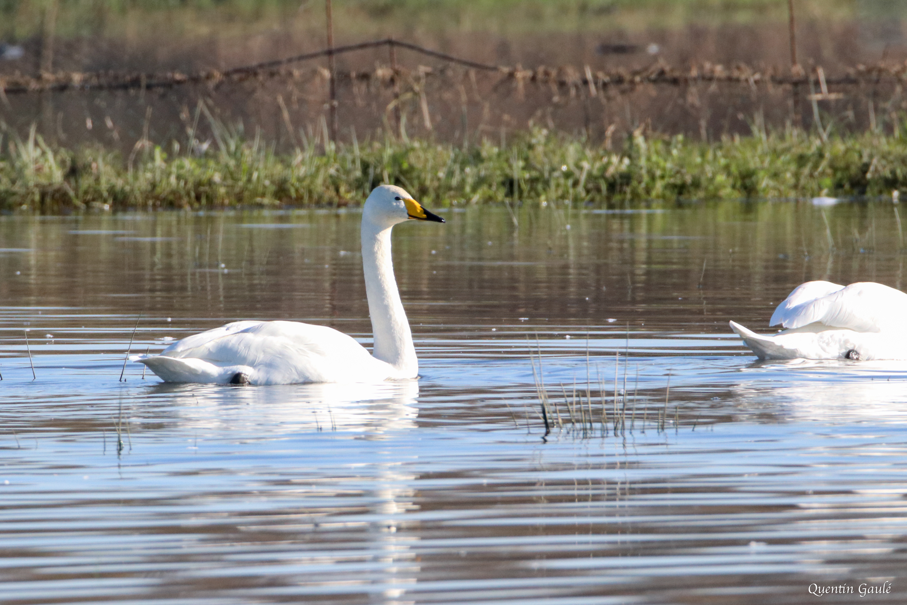 Cygne chanteur (Cygnus cygnus) - Guiche, Pyrénées-Atlantiques (64)