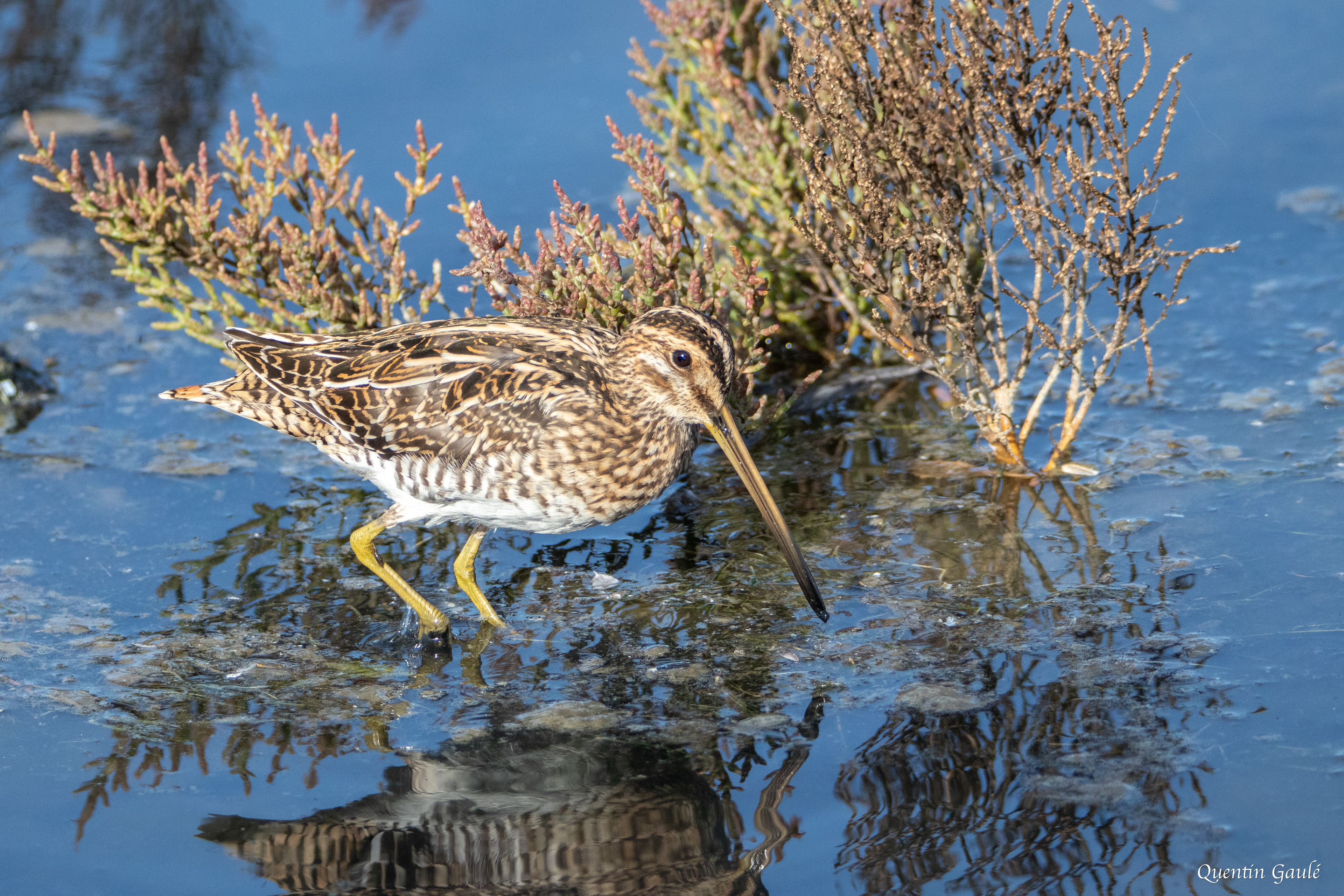 Bécassine des marais (Gallinago gallinago) - Réserve ornithologique du Teich (33)