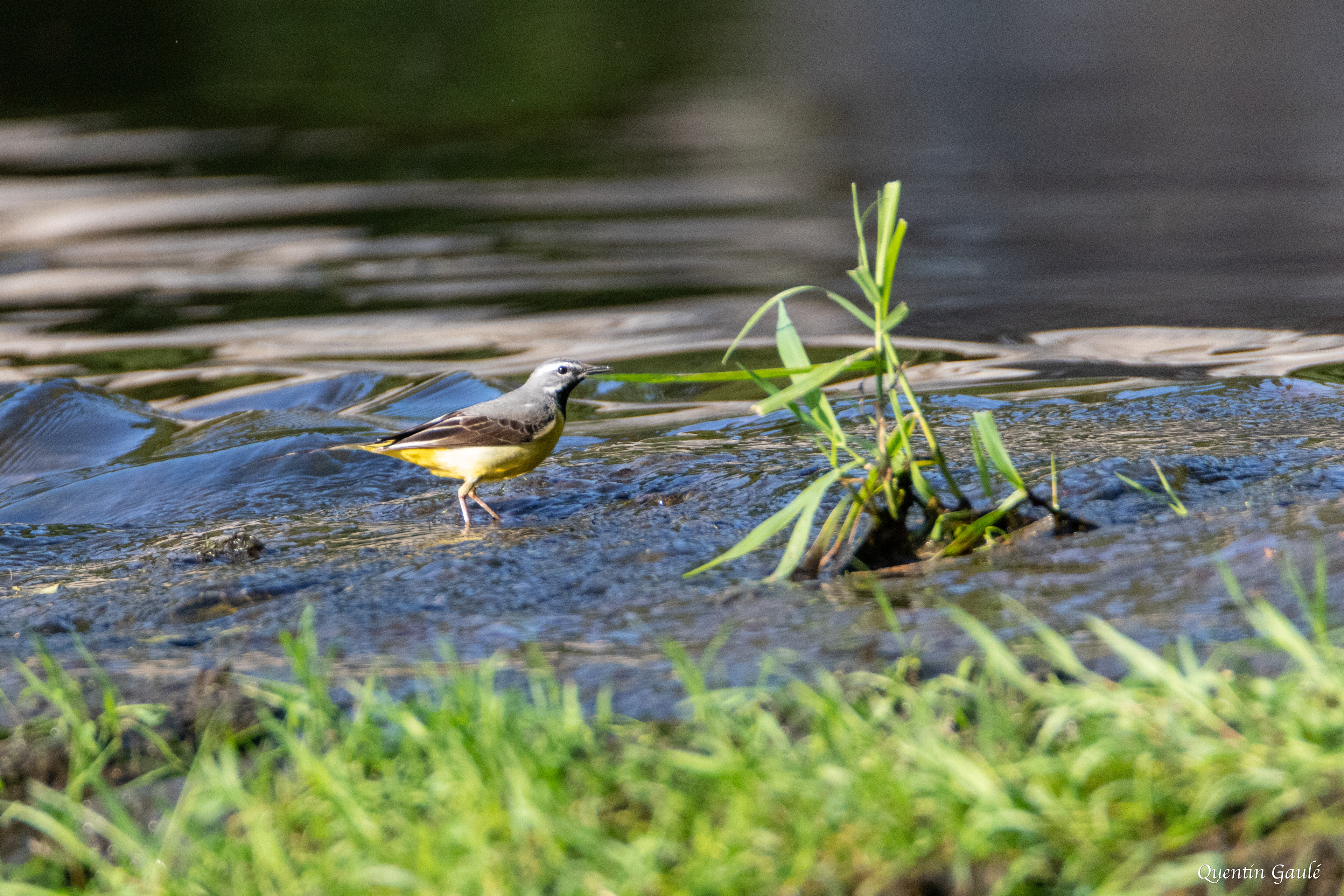 Bergeronnette des ruisseaux (Motacilla cinerea) - Bessines-sur-Gartempe, Haute-Vienne (87)