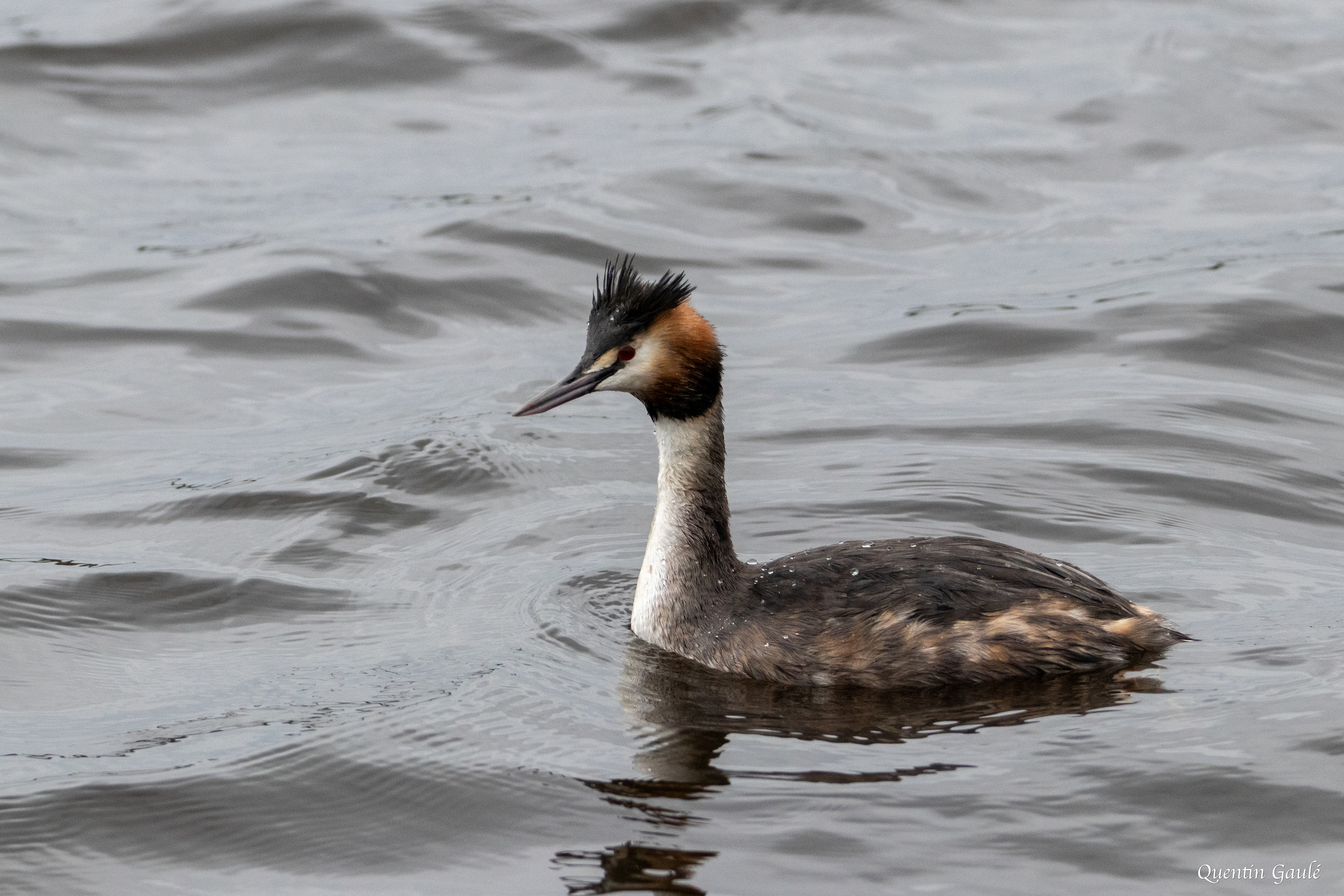 Grèbe huppé (Podiceps cristatus) - Réserve Naturelle Nationale de Chérine, Indre (36)