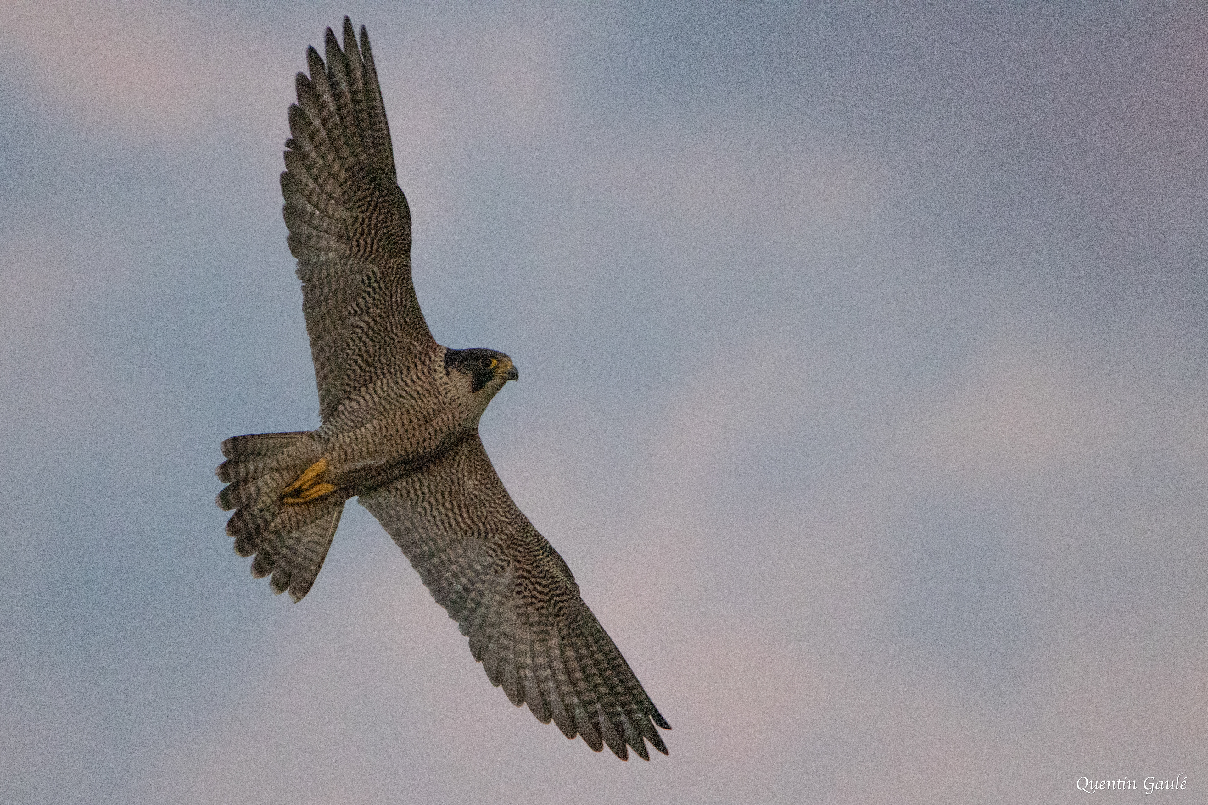 Faucon pèlerin (Falco peregrinus) - Cohons, Haute-Marne (52)
