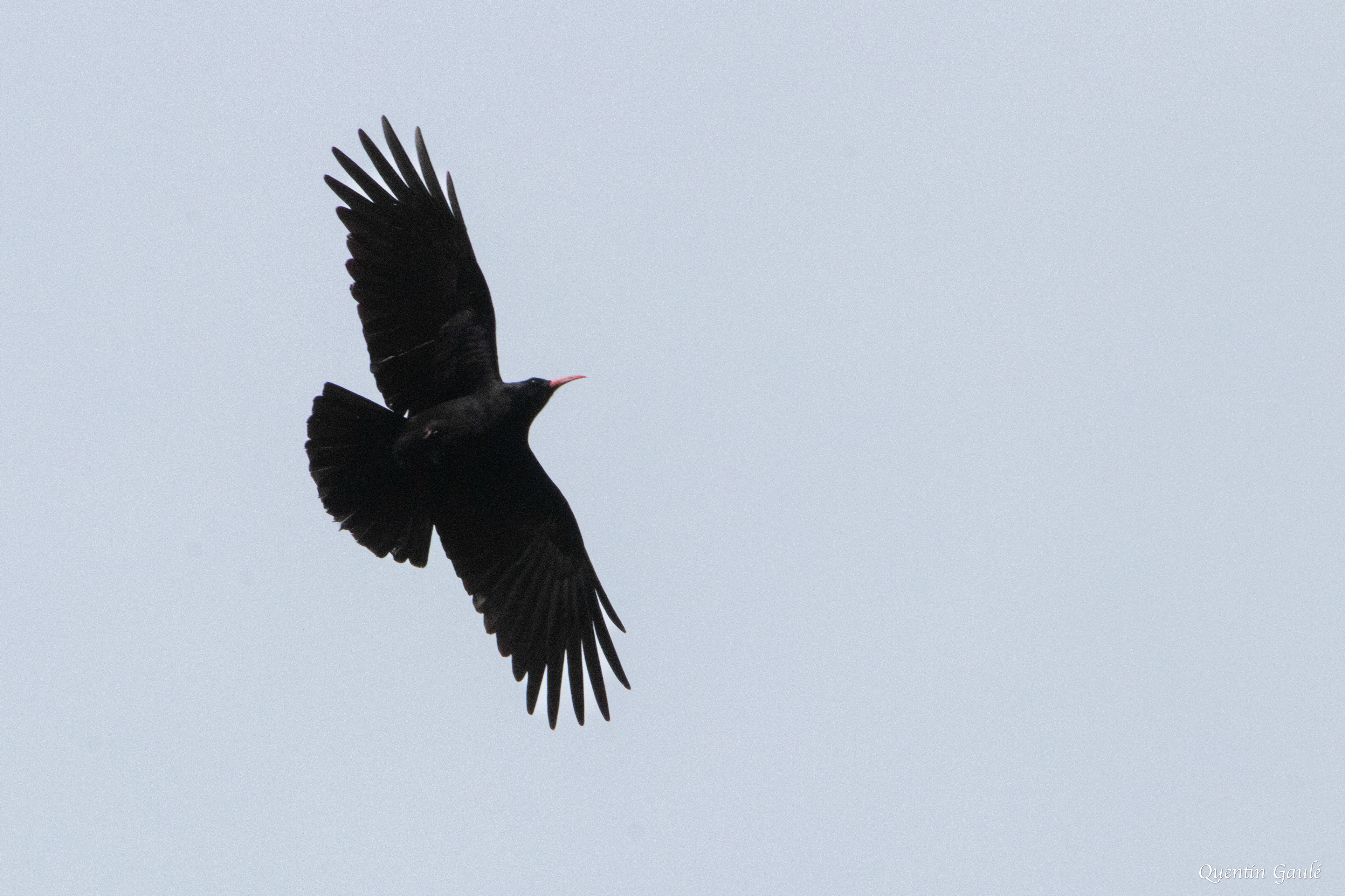 Crave à bec rouge (Pyrrhocorax pyrrhocorax) - Etsaut (64)
