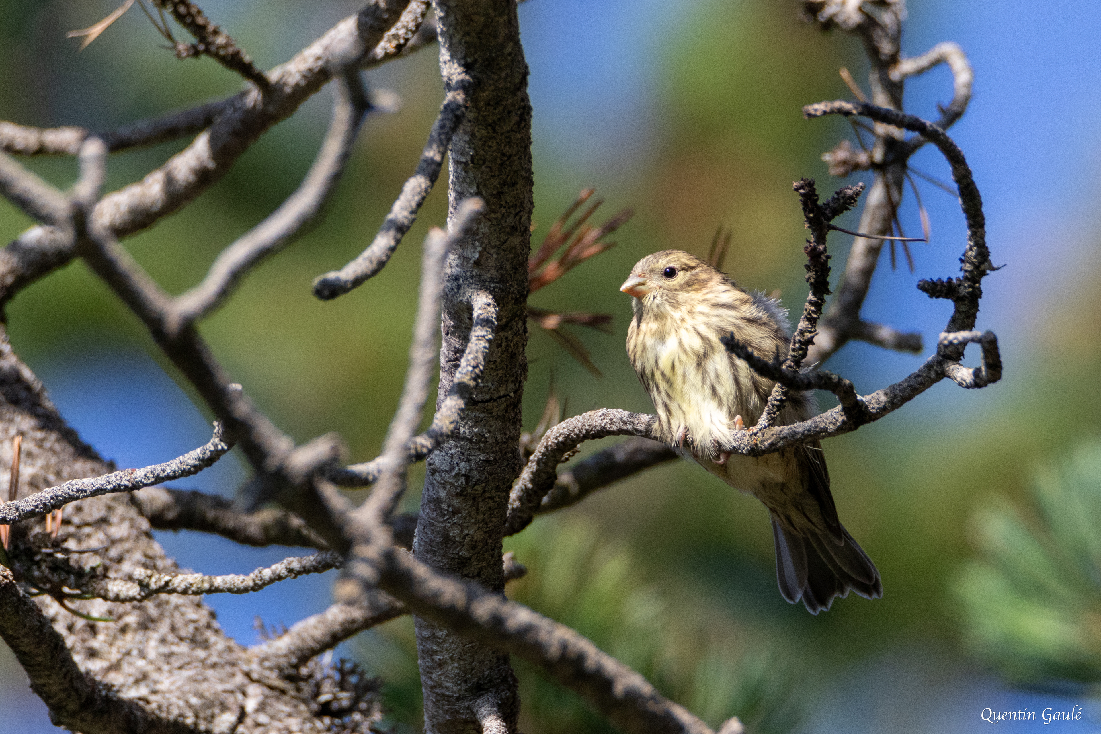 Serin cini (Serinus serinus) - Col de Puymorens, Porté-Puymorens, Pyrénées-Orientales (66)