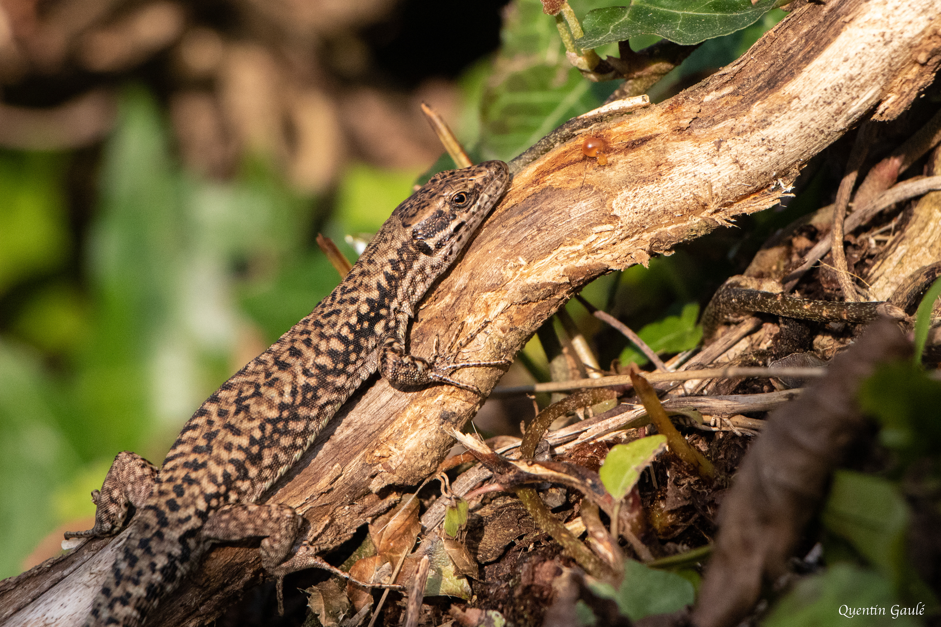 Lézard des murailles (Podarcis muralis) - Artix, Pyrénées-Atlantiques (64)