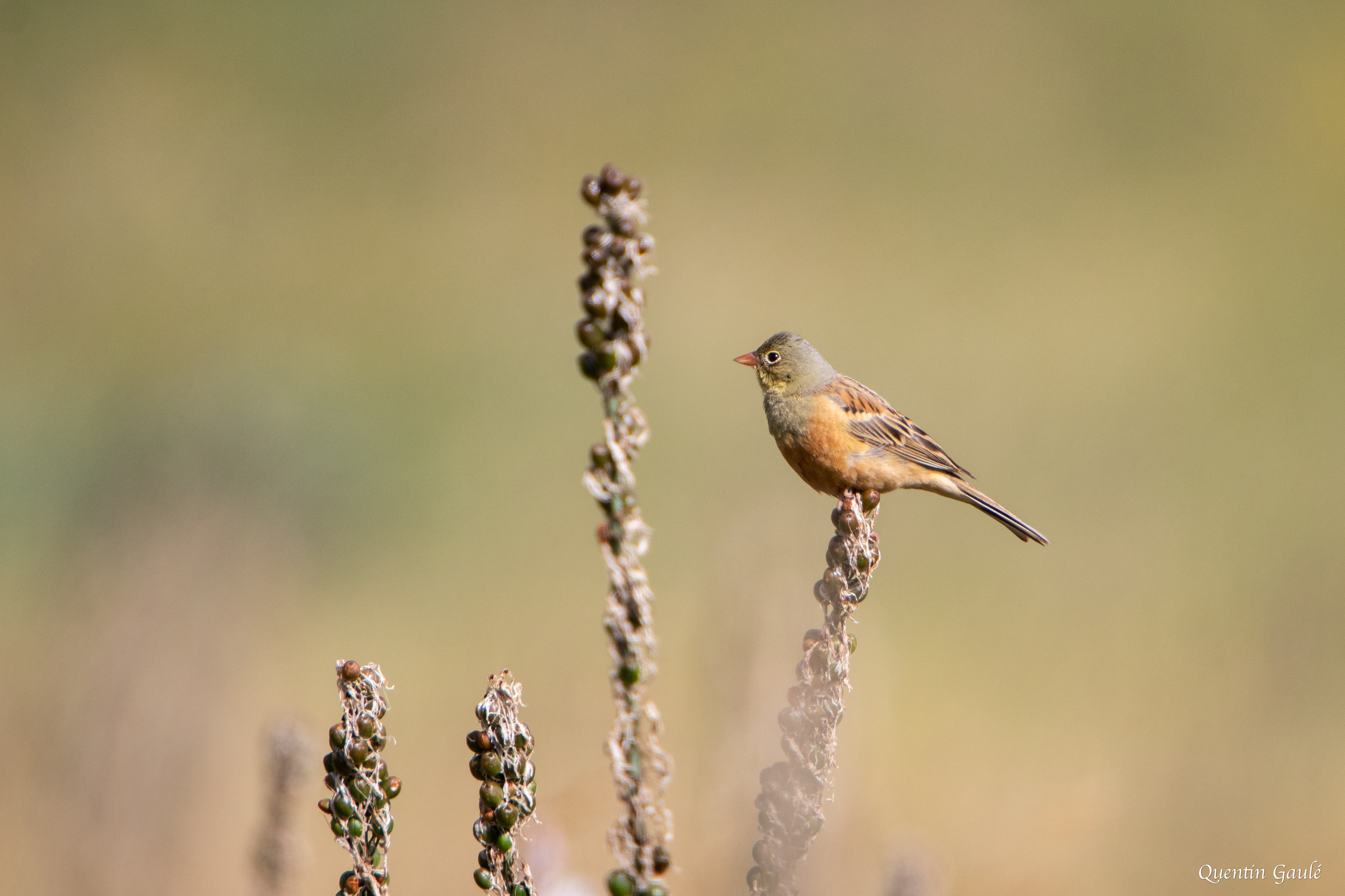Bruant ortolan (Emberiza hortulana) - Col du Pourtalet, Laruns, Pyrénées-Atlantiques (64)