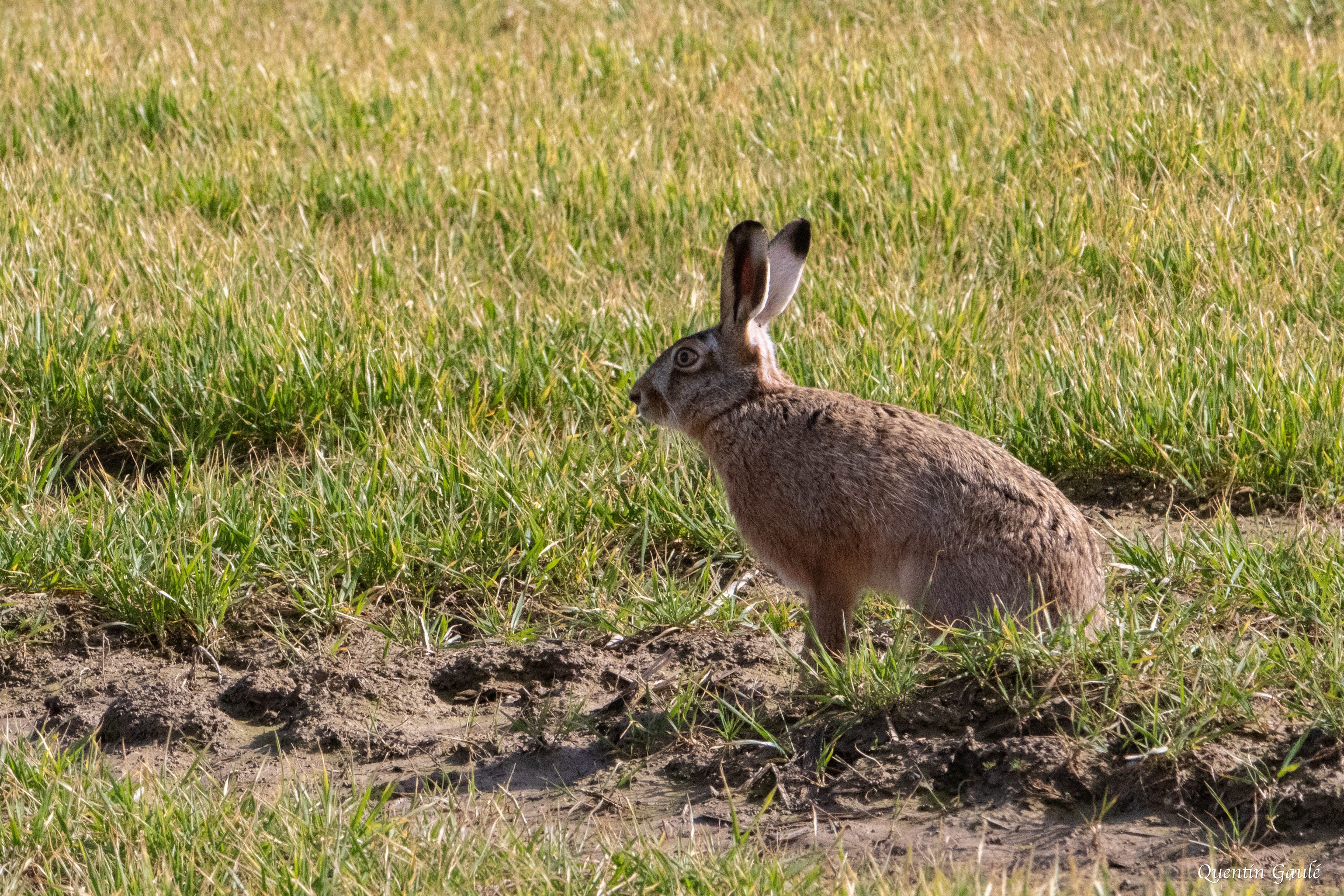 Lièvre d'Europe (Lepus europaeus) - Planrupt (52)