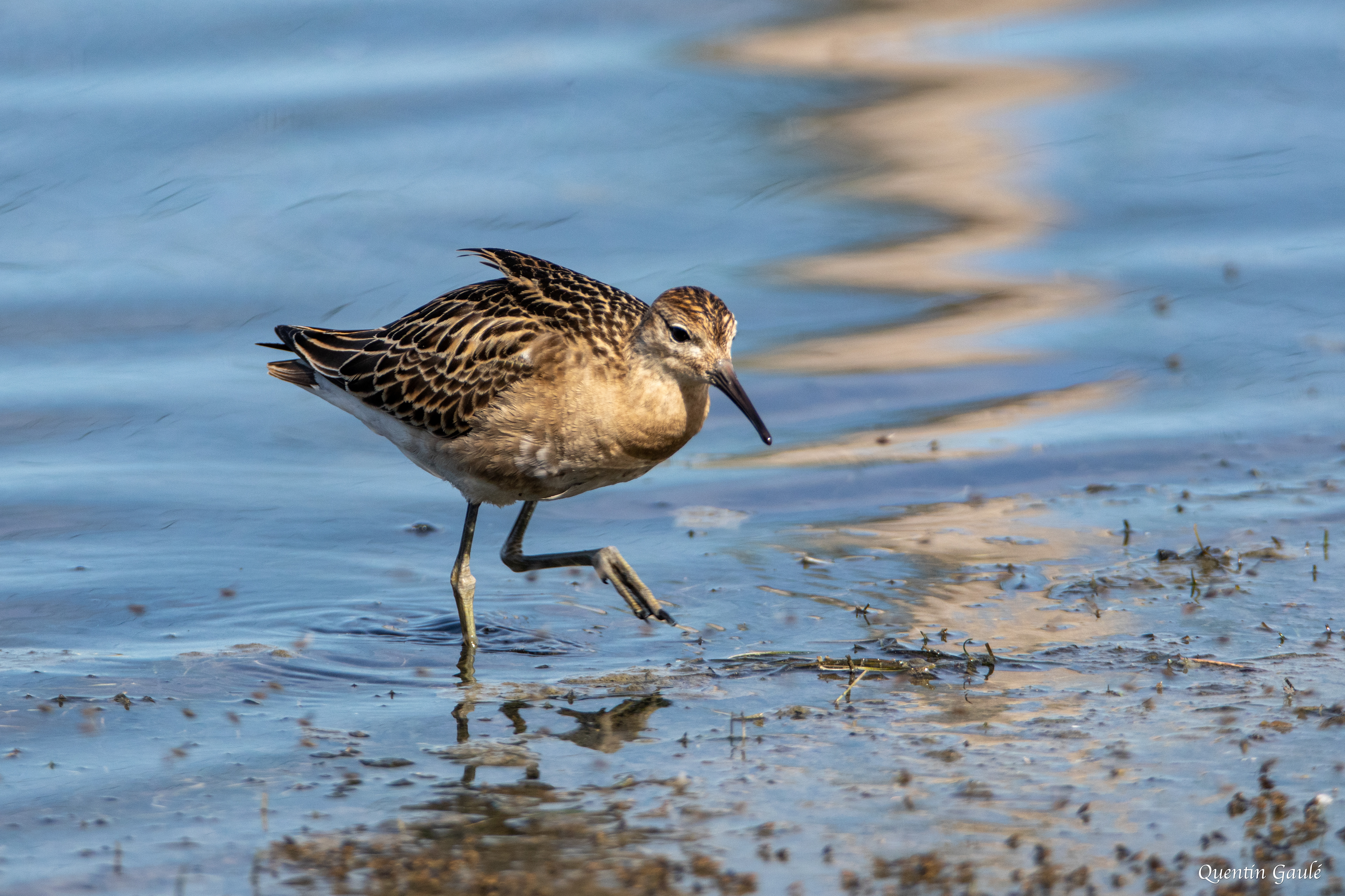 Combattant varié (Calidris pugnax) - Réserve ornithologique du Teich (33)
