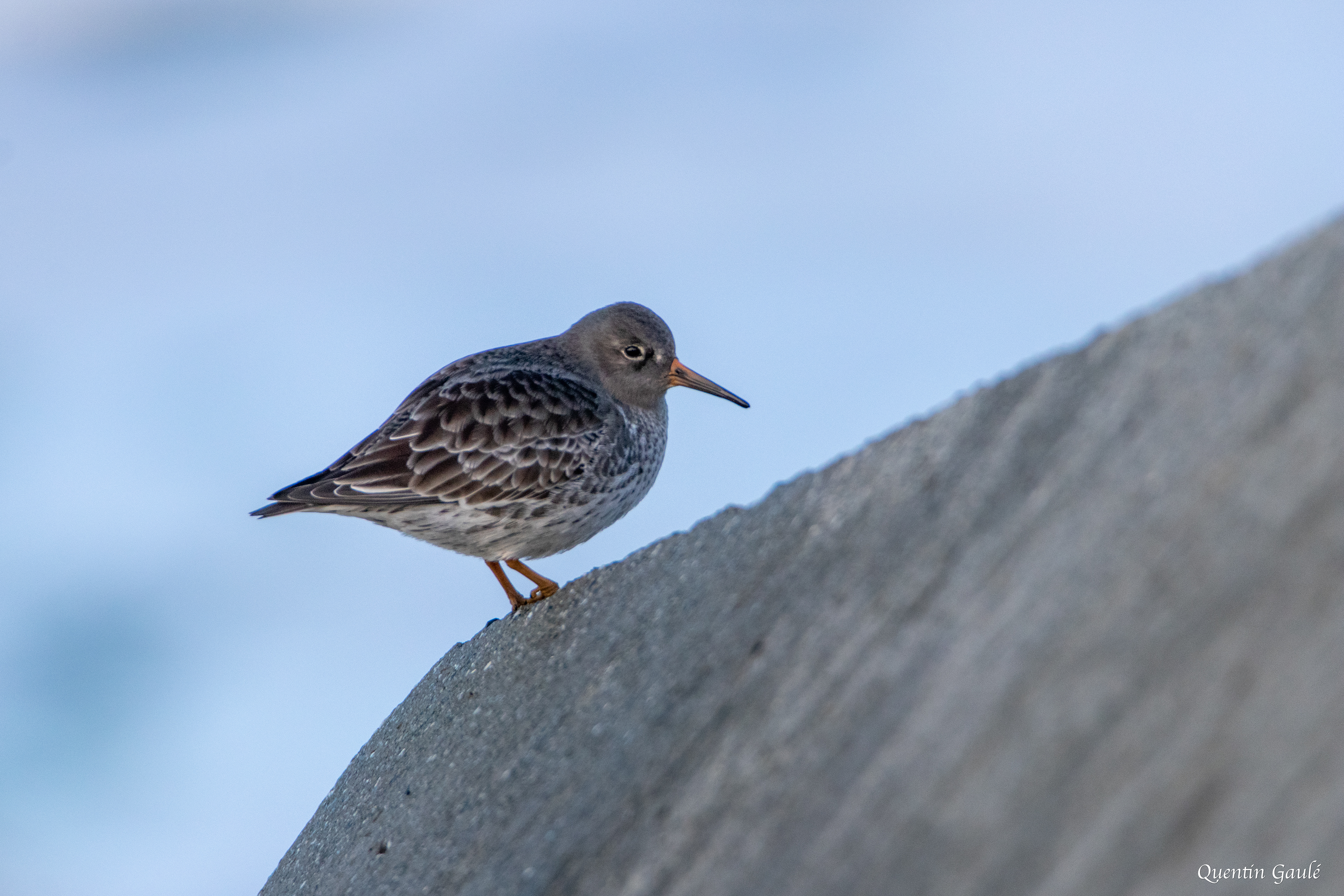 Bécasseau violet (Calidris maritima) - Anglet (64)