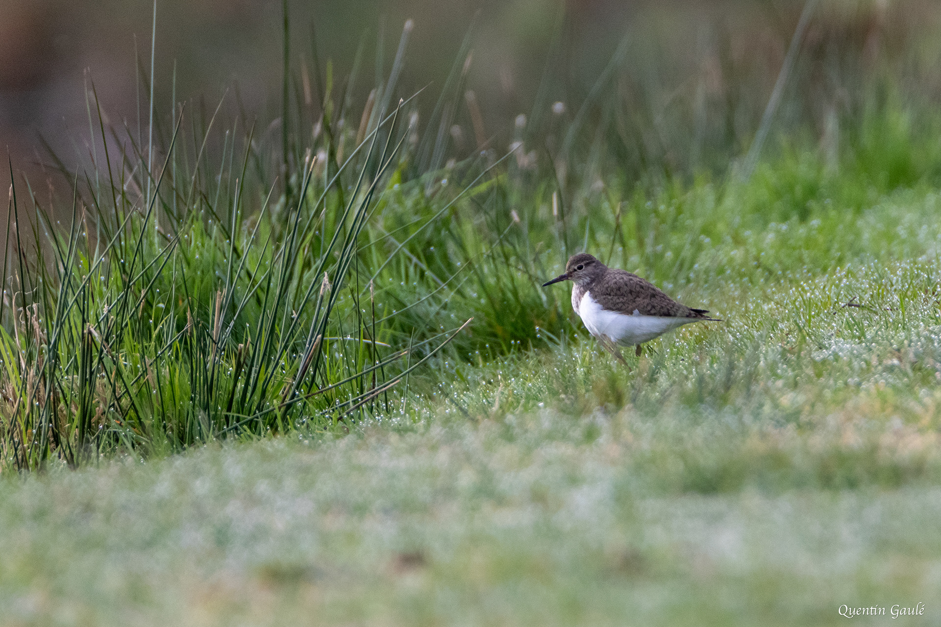 Chevalier guignette (Actitis hypoleucos) - Jonchère-Saint-Maurice (87)