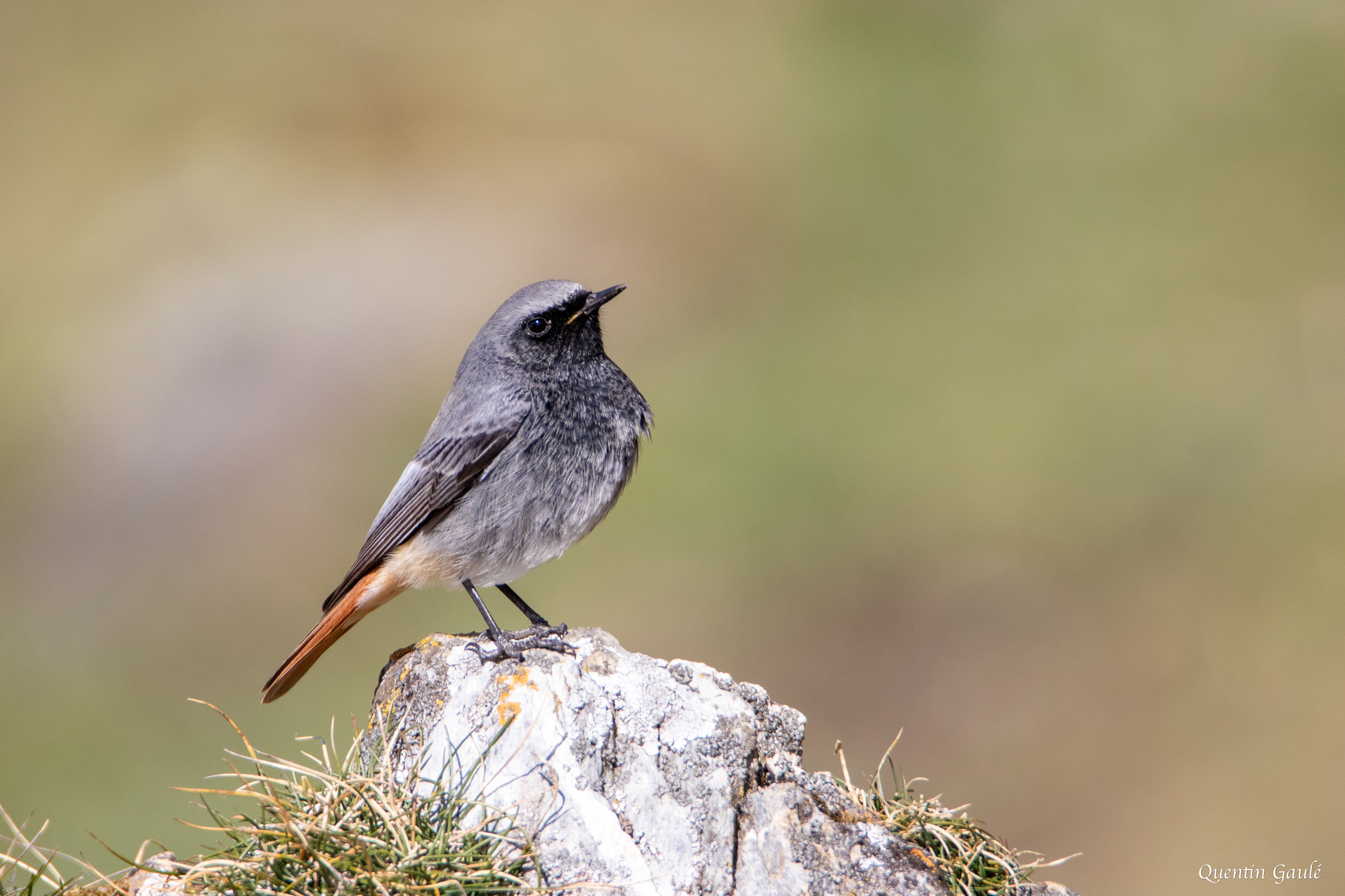 Rougequeue noir (Phoenicurus ochruros) - Gourette, Eaux-Bonnes (64)