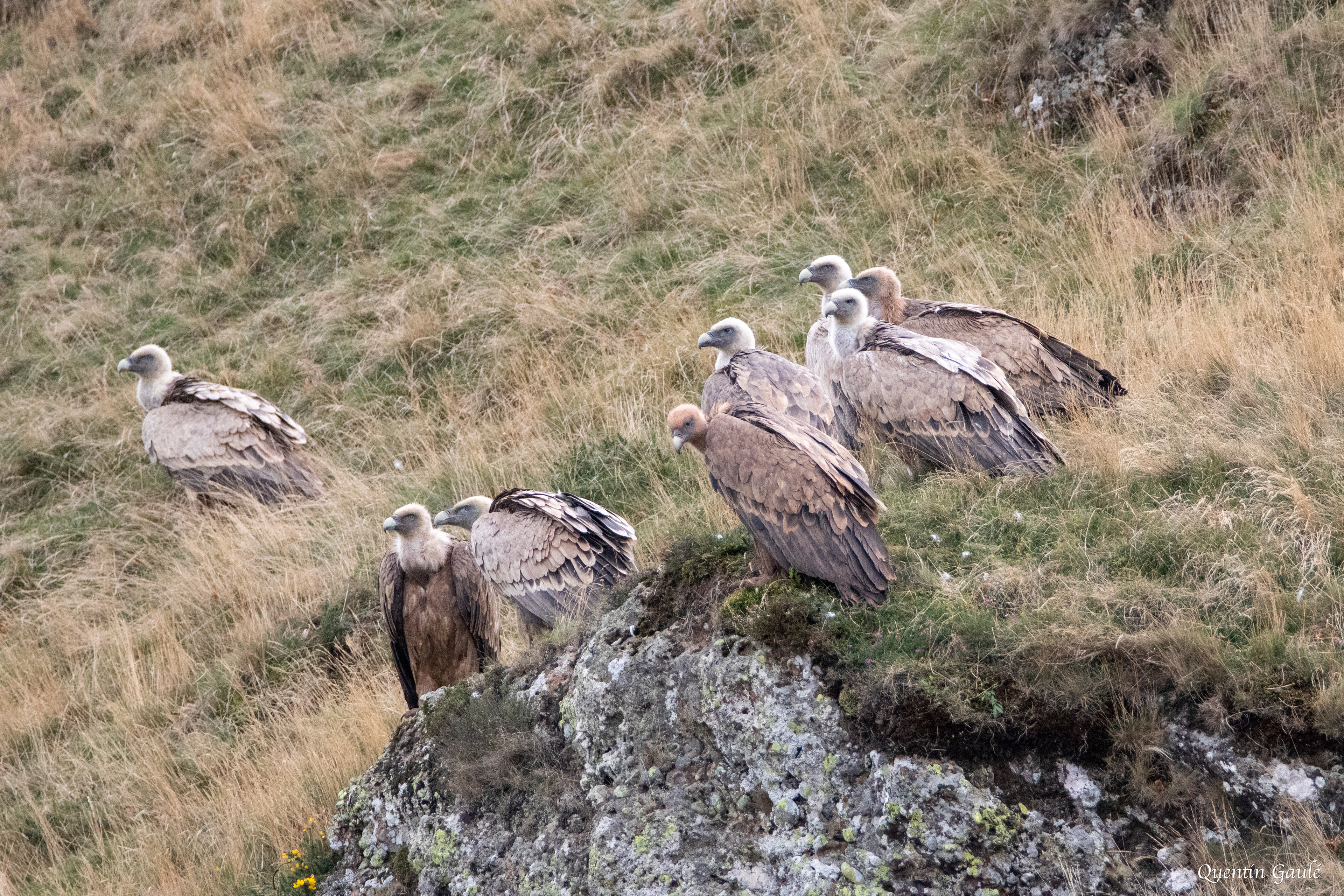Vautour fauve (Gyps fulvus) - Mendive (64)