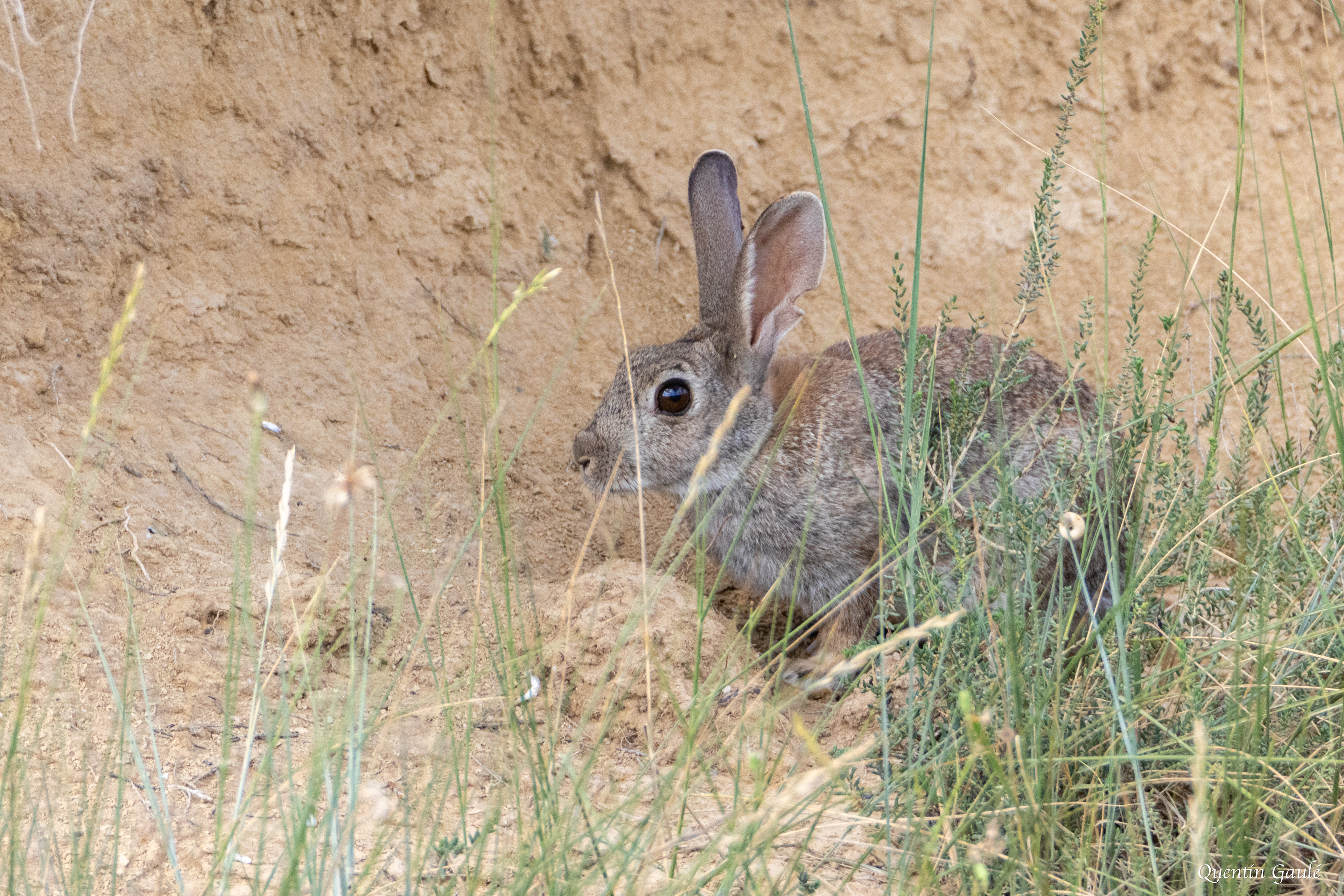 Lapin de garenne (Oryctolagus cuniculus) - Pitillas, Navarre (Espagne)
