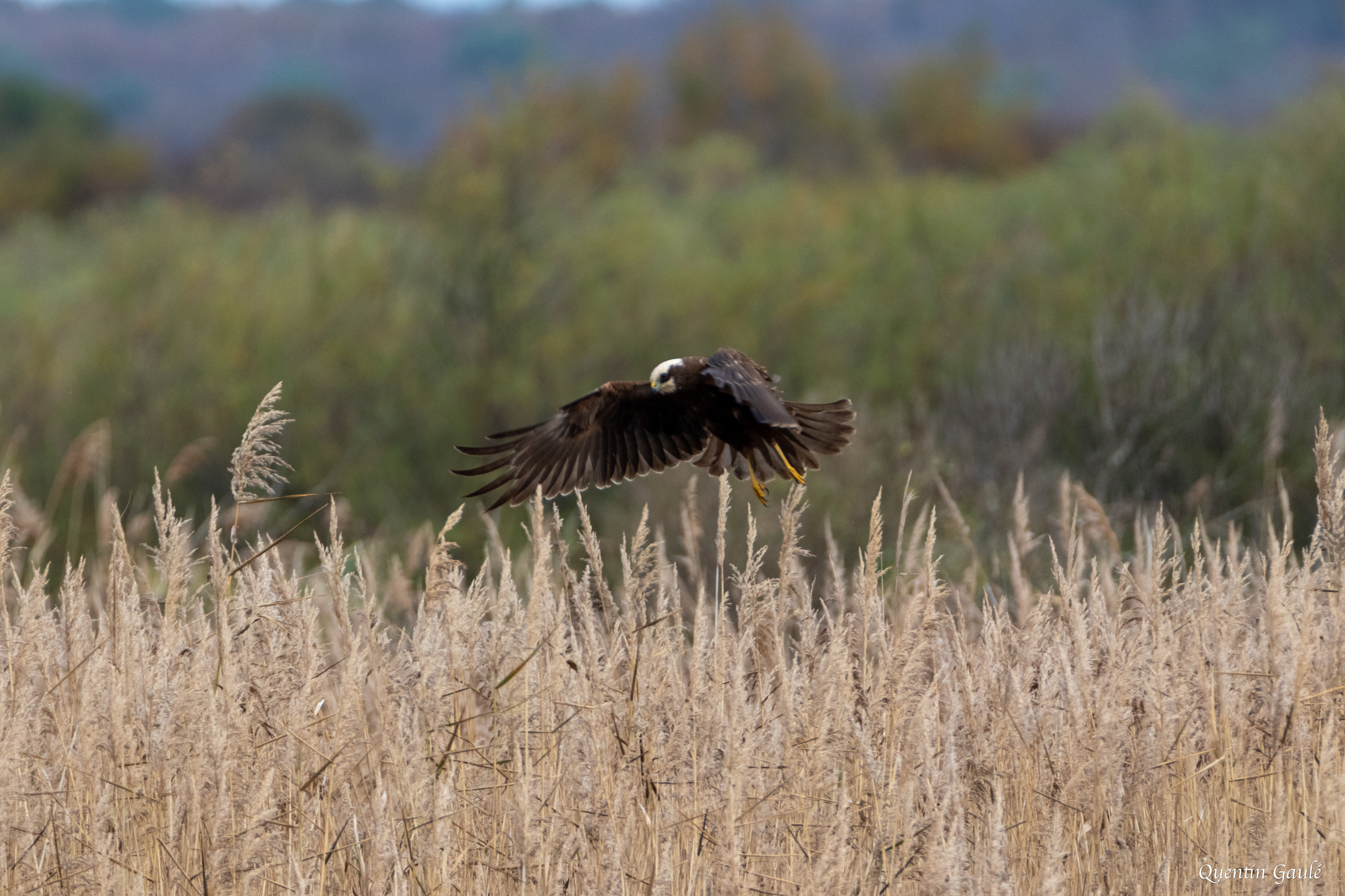 Busard des roseaux (Circus aeruginosus) - Réserve ornithologique du Teich, Gironde (33)