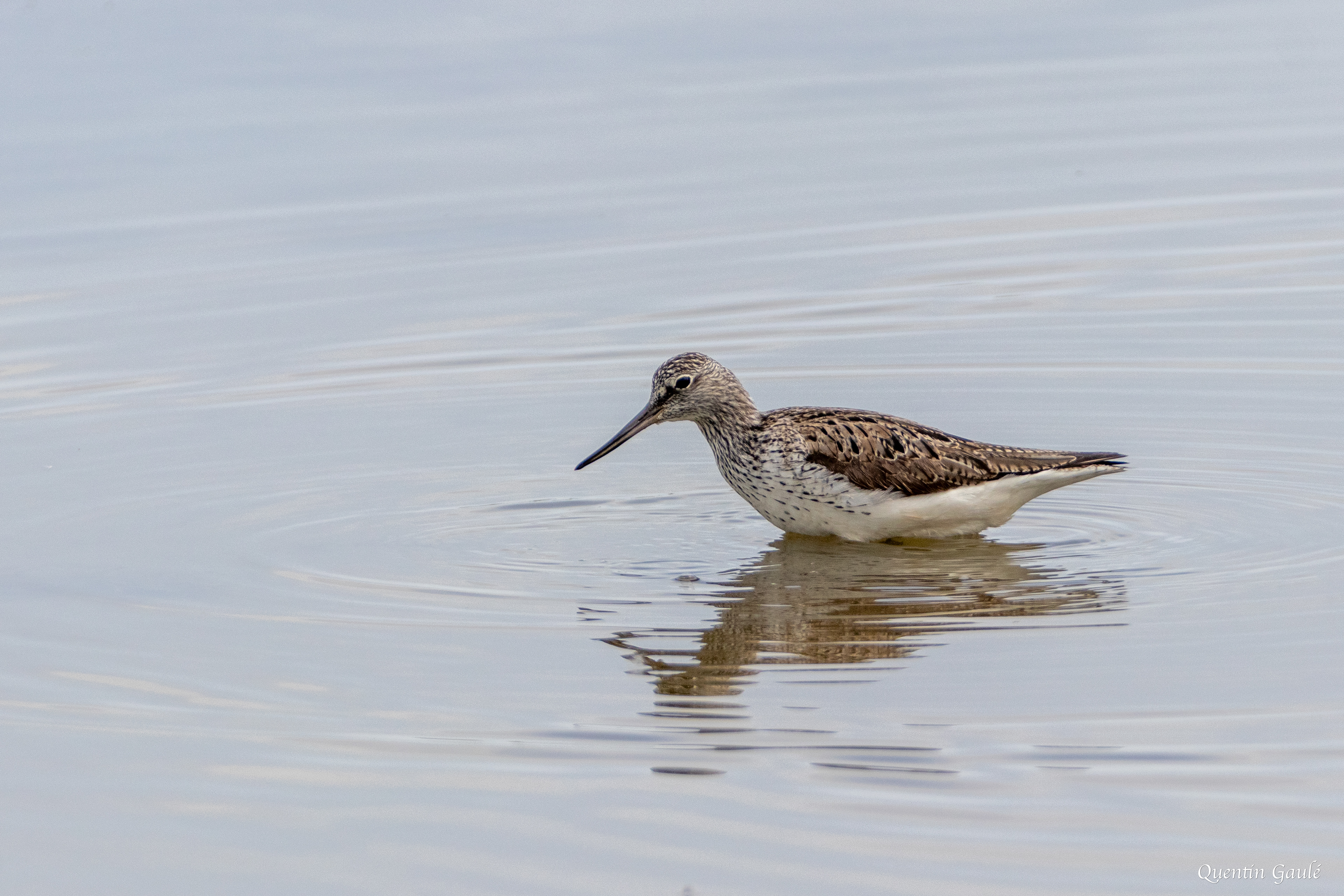 Chevalier aboyeur (Tringa nebularia) - Réserve ornithologique du Teich, Gironde (33)