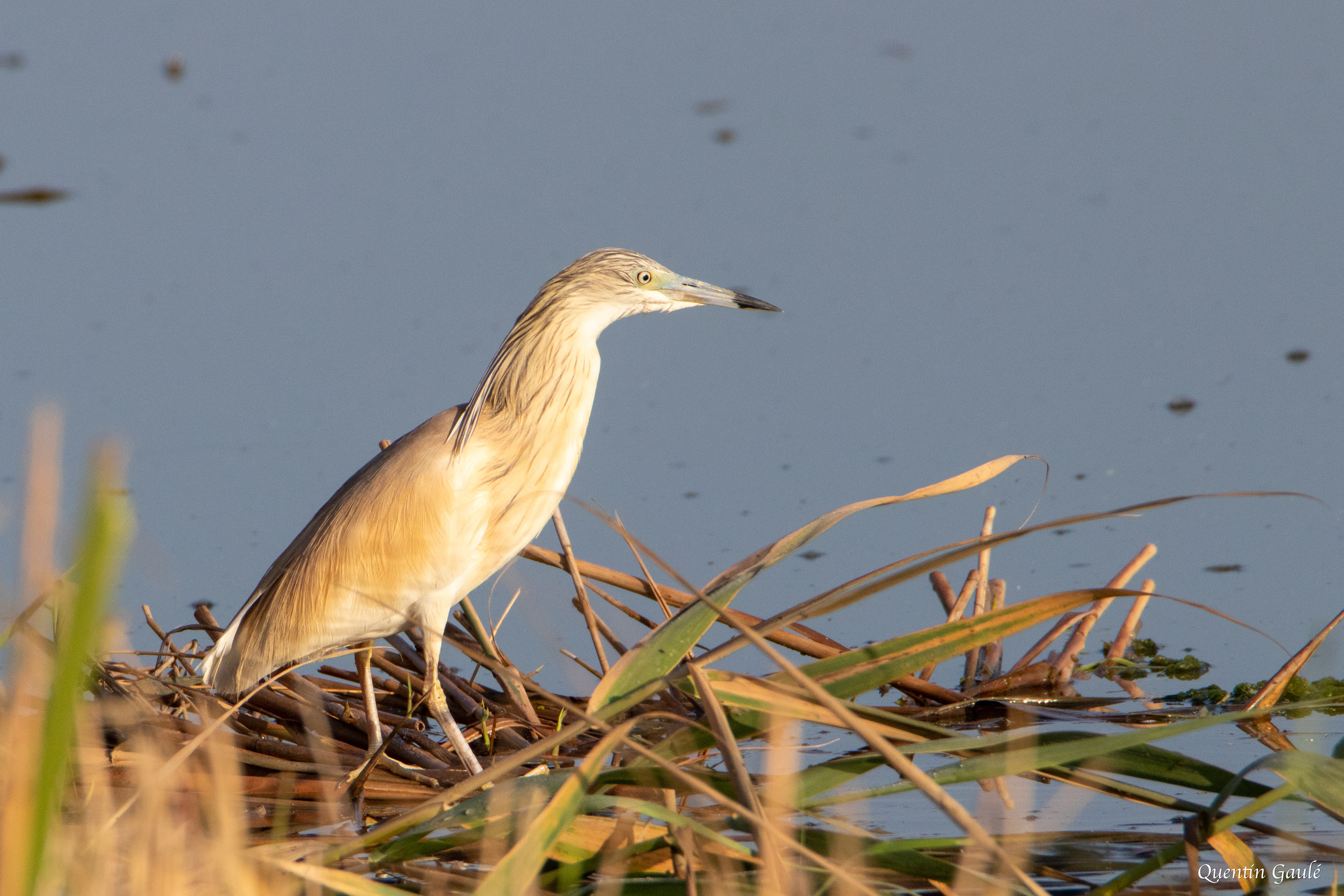 Crabier chevelu (Ardeola ralloides) - Parc Naturel du Delta de l'Èbre, Catalogne (Espagne)