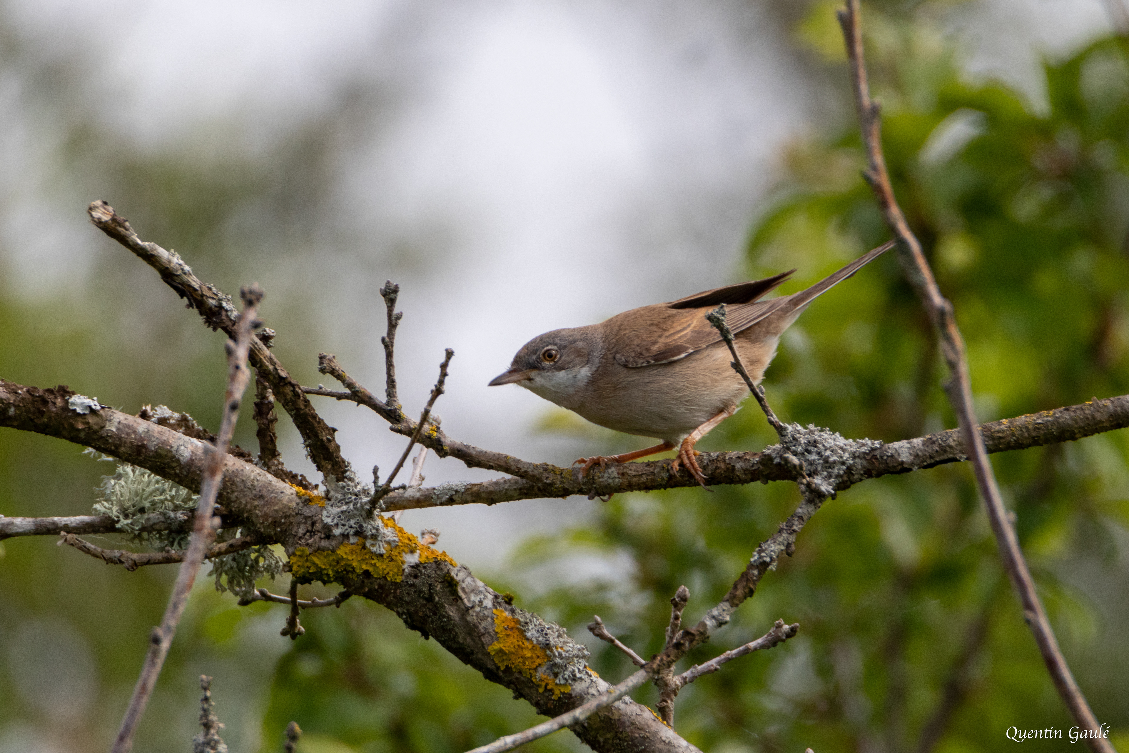 Fauvette grisette (Sylvia communis) - Réserve Naturelle Régionale Terres et Étangs de Brenne, Massé, Foucault (36)