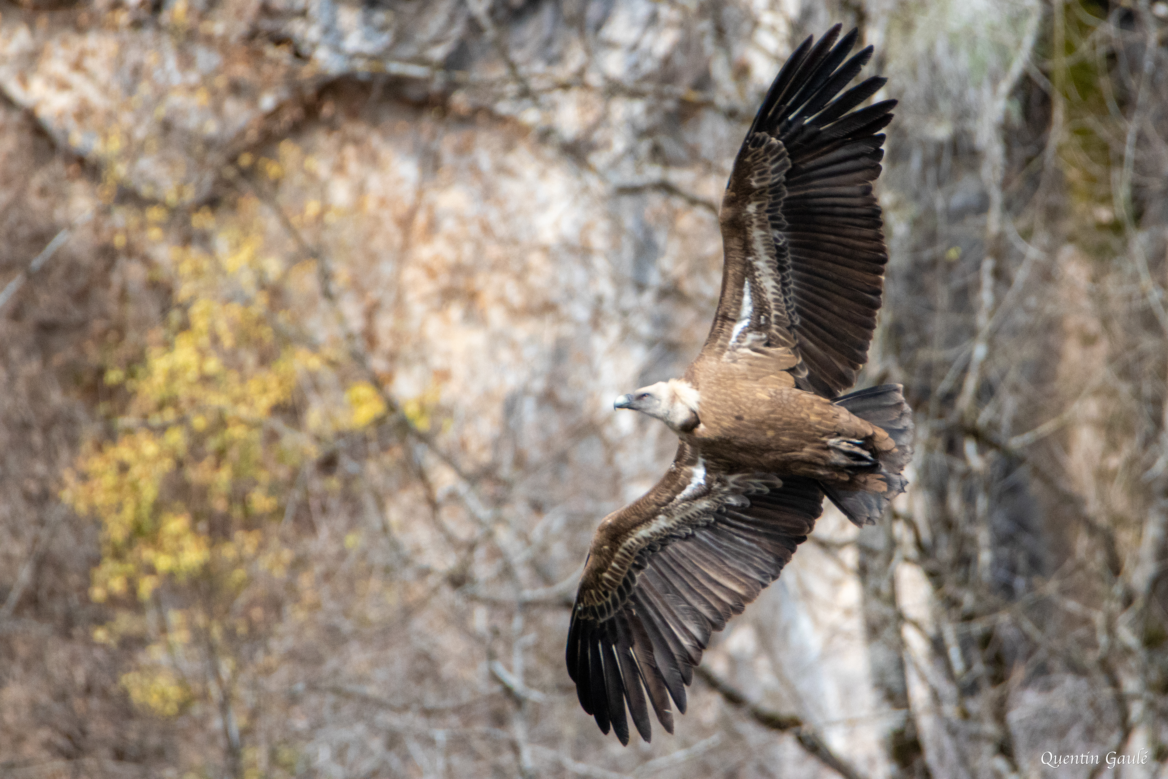 Vautour fauve (Gyps fulvus) - Etsaut, Pyrénées-Atlantiques (64)
