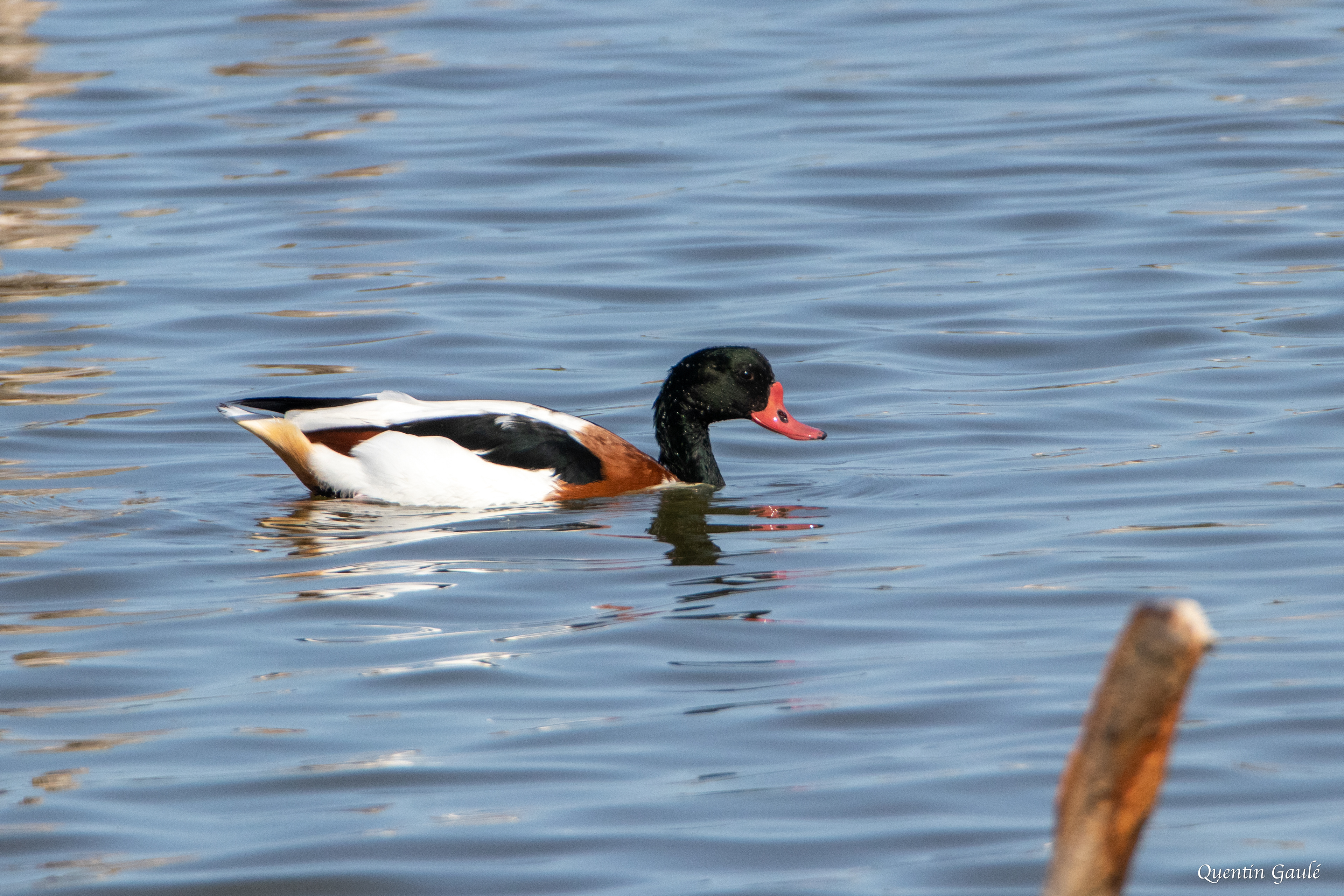 Tadorne de Belon (Tadorna tadorna) - Réserve ornithologique du Teich, Gironde (33)