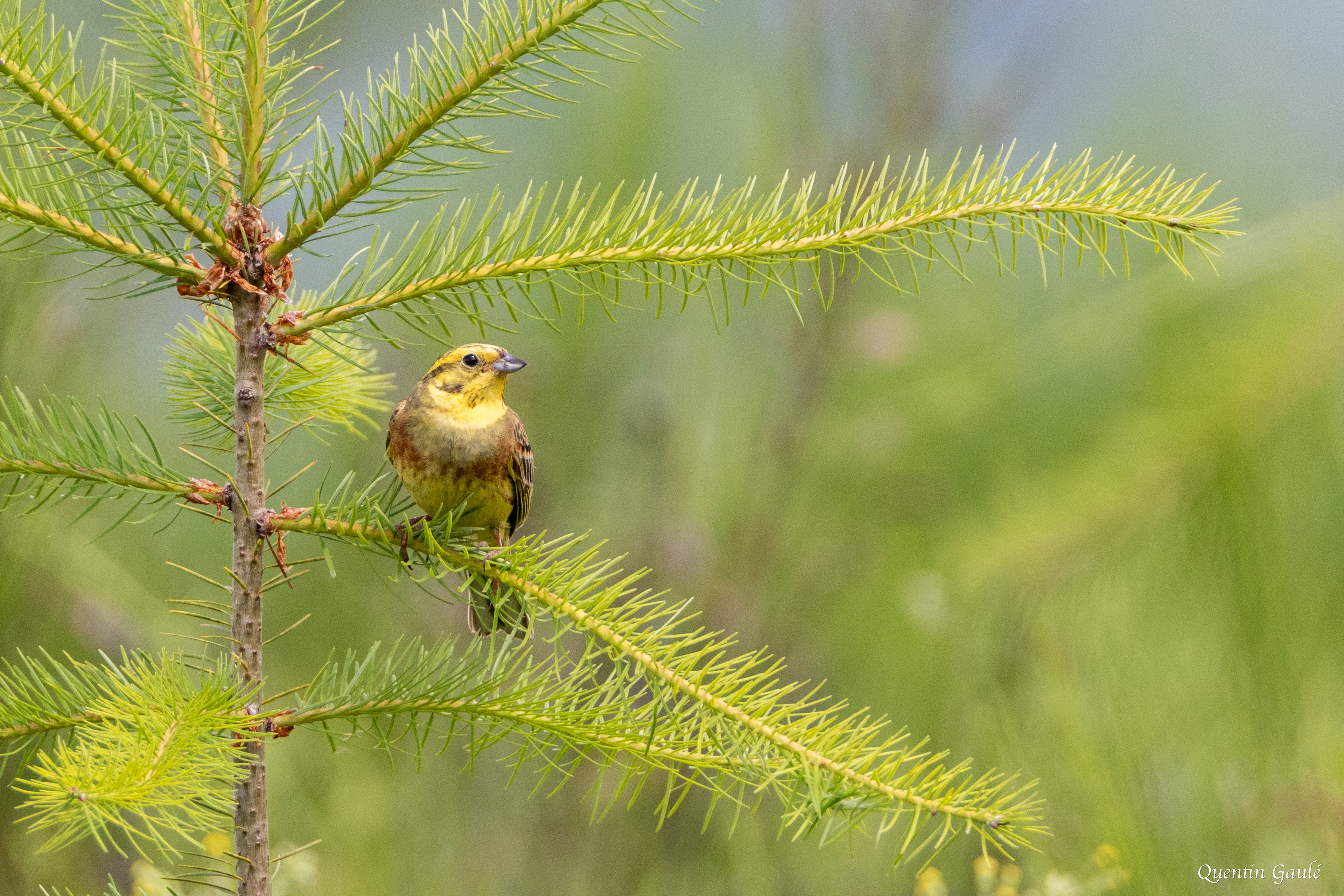 Bruant jaune (Emberiza citrinella) - Saint-Martin-Château, Creuse (23)