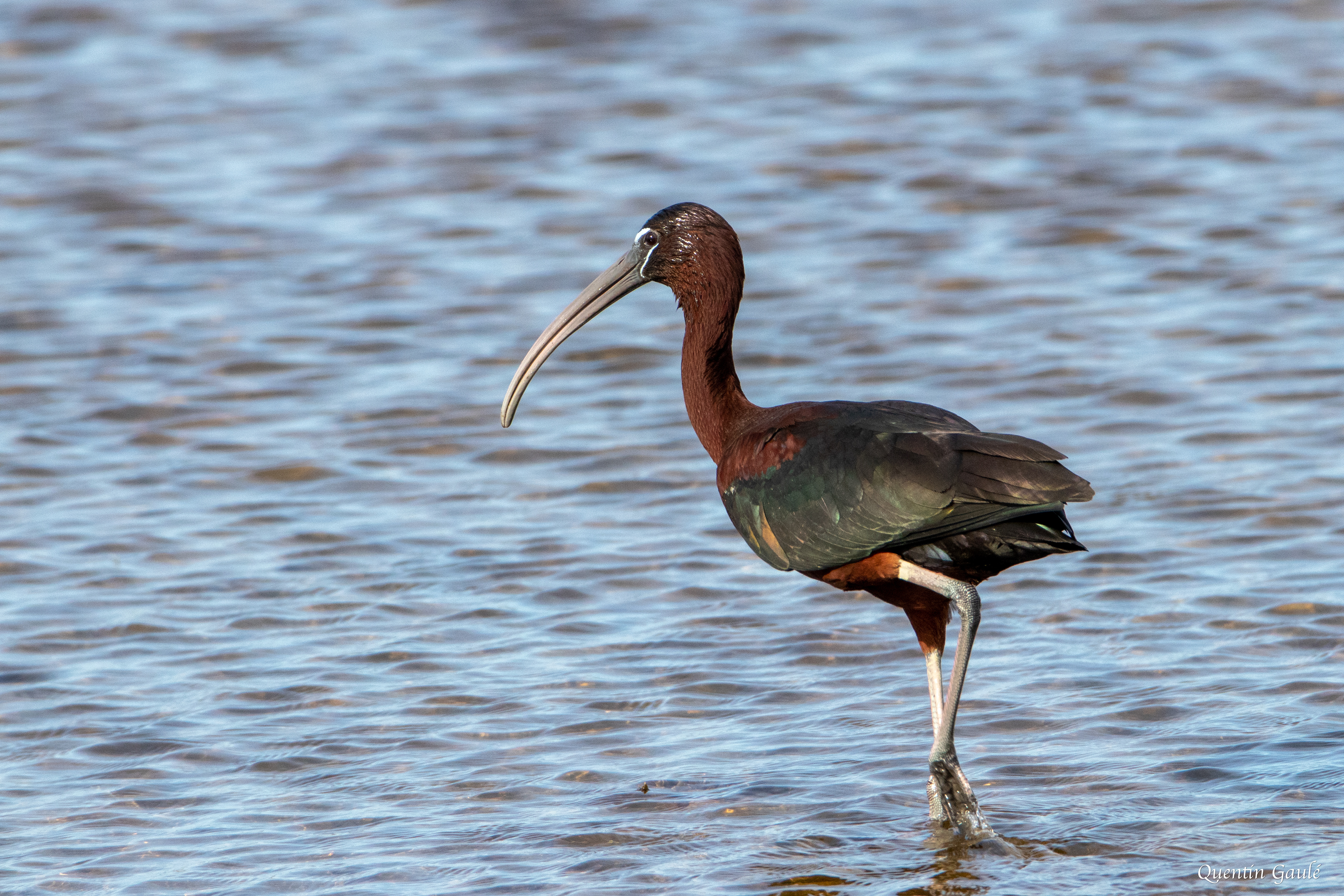 Ibis falcinelle (Plegadis falcinellus) - Parc Naturel du Delta de l'Èbre, Catalogne (Espagne)
