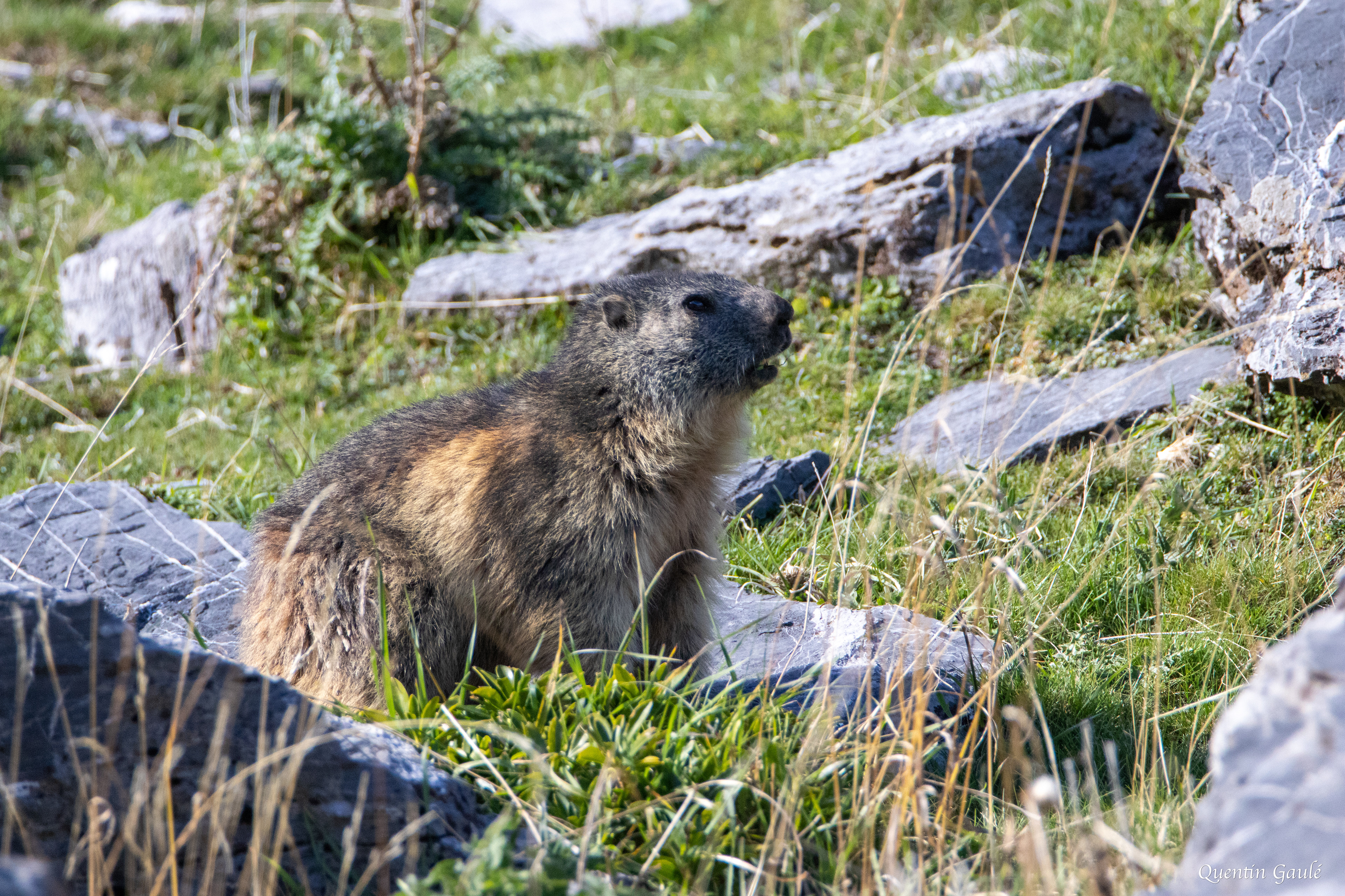 Marmotte des Alpes (Marmota marmota) - Col du Pourtalet, Laruns (64)