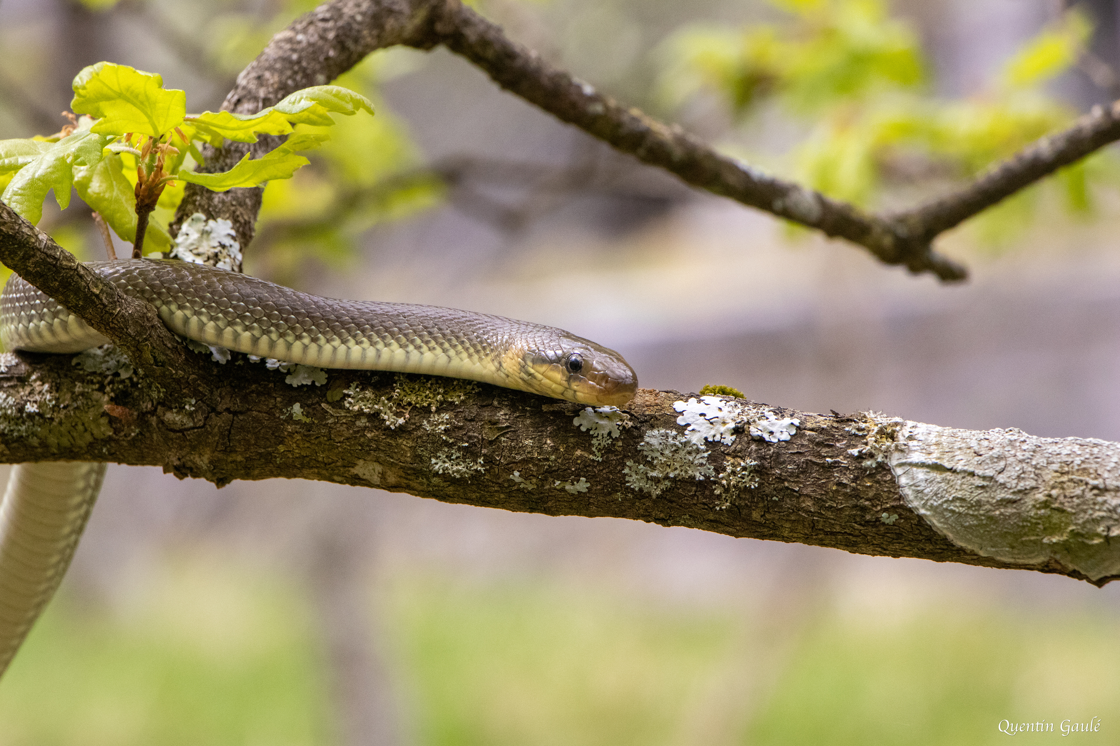 Couleuvre d'Esculape (Zamenis longissimus) - Etsaut, Pyrénées-Atlantiques (64)