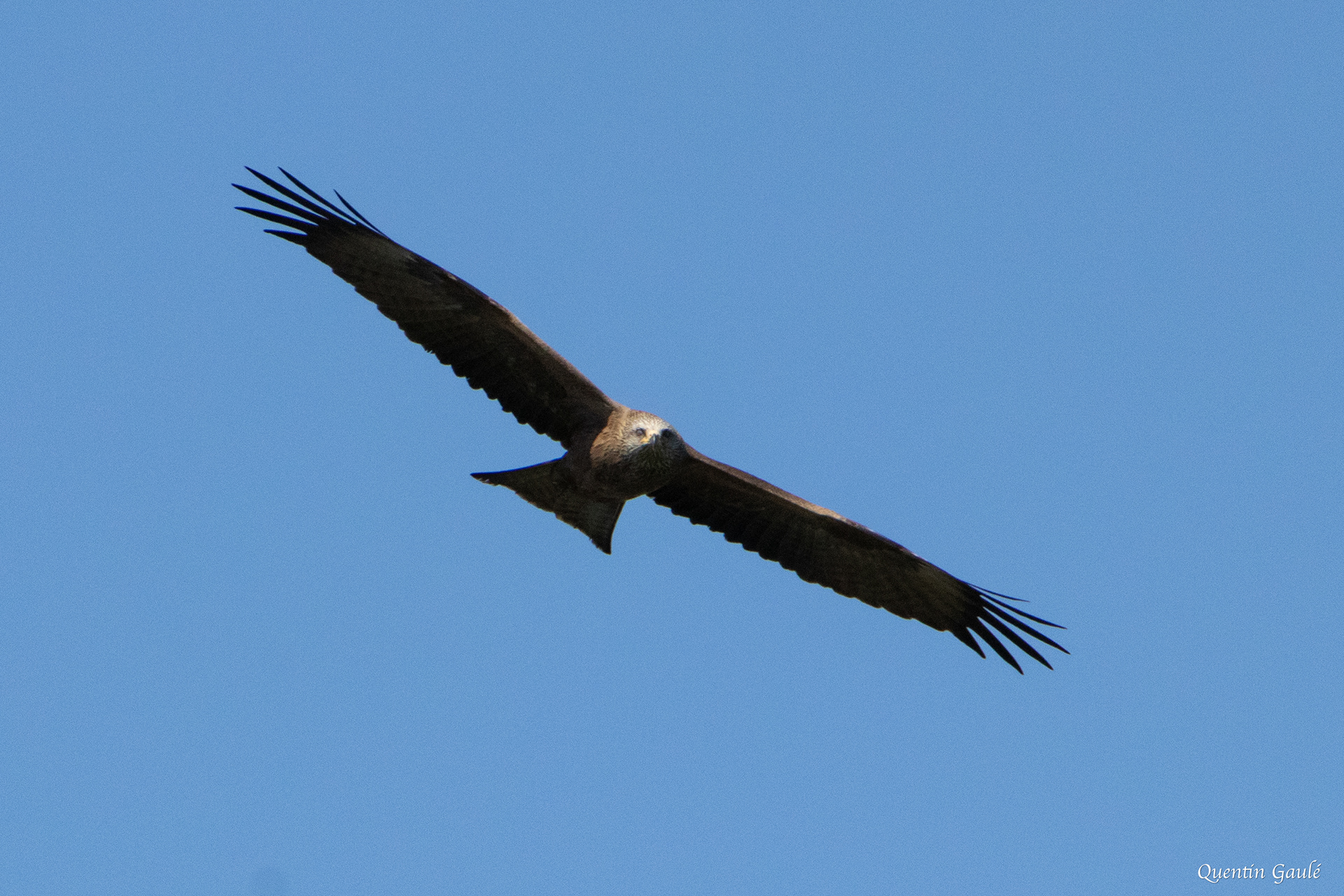 Milan noir (Milvus migrans) - Peigney, Haute-Marne (52)
