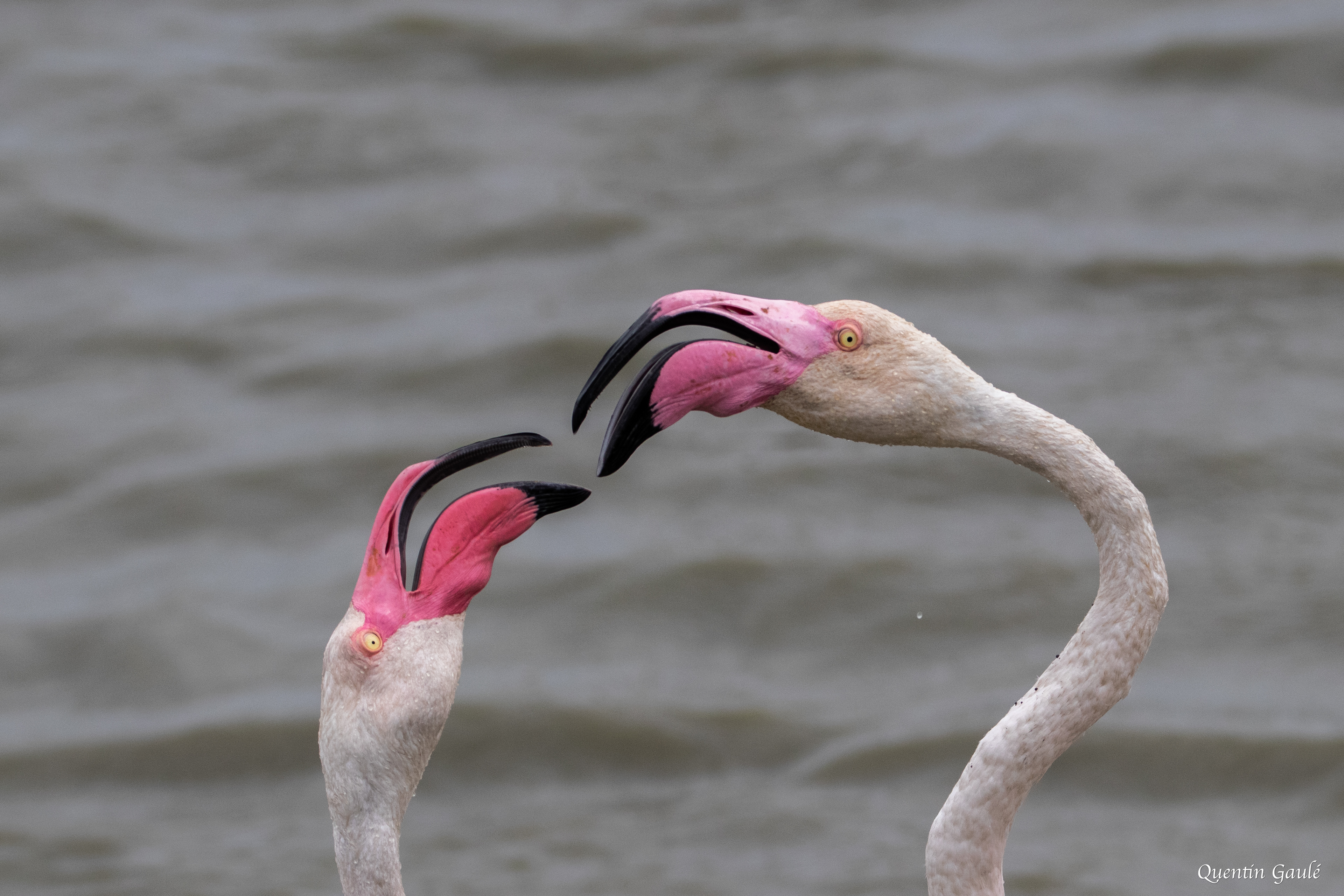 Flamant rose (Phoenicopterus roseus) - Parc ornithologique du Pont de Gau, Bouches-du-Rhône (13)