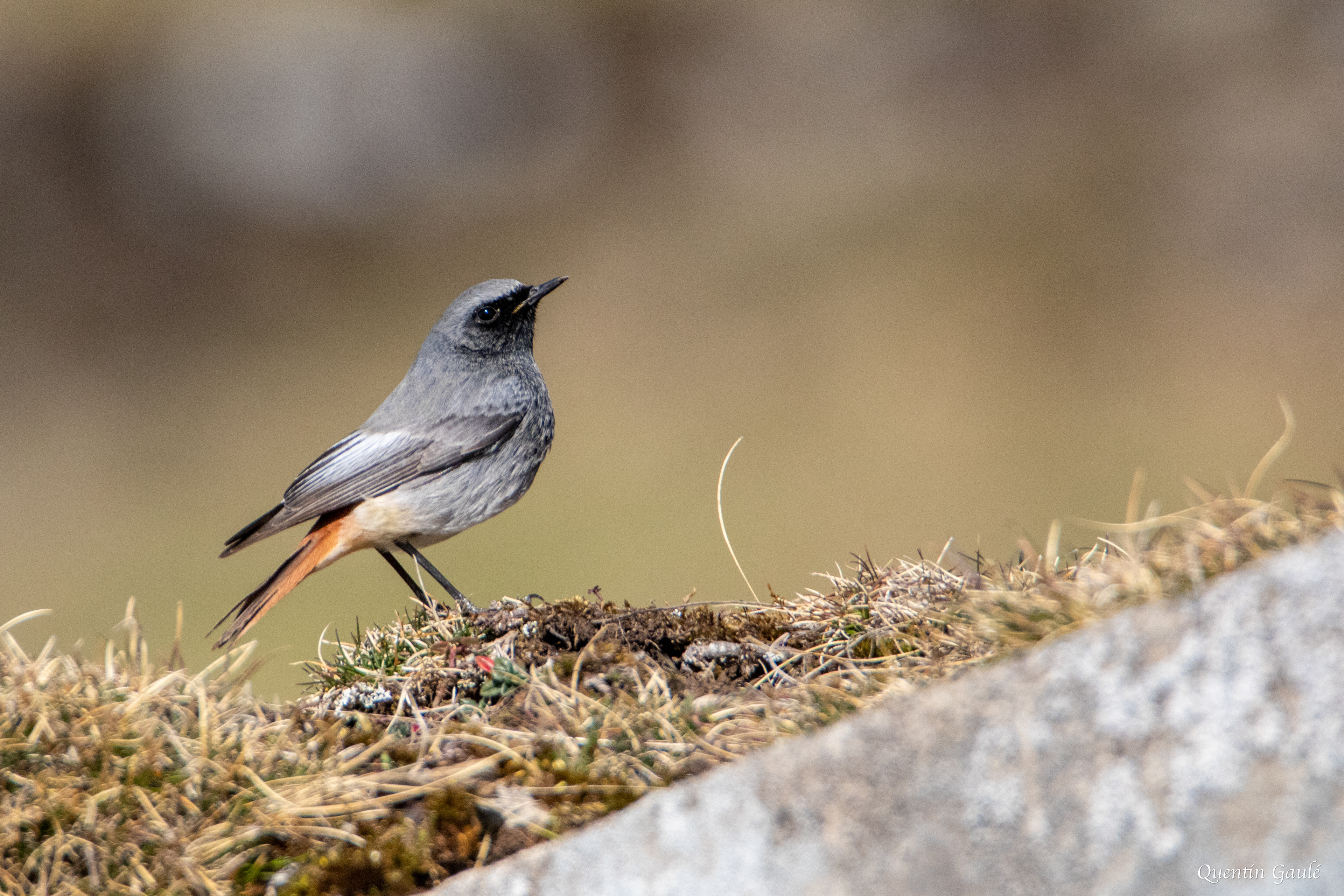 Rougequeue noir (Phoenicurus ochruros) - Gourette, Eaux-Bonnes (64)