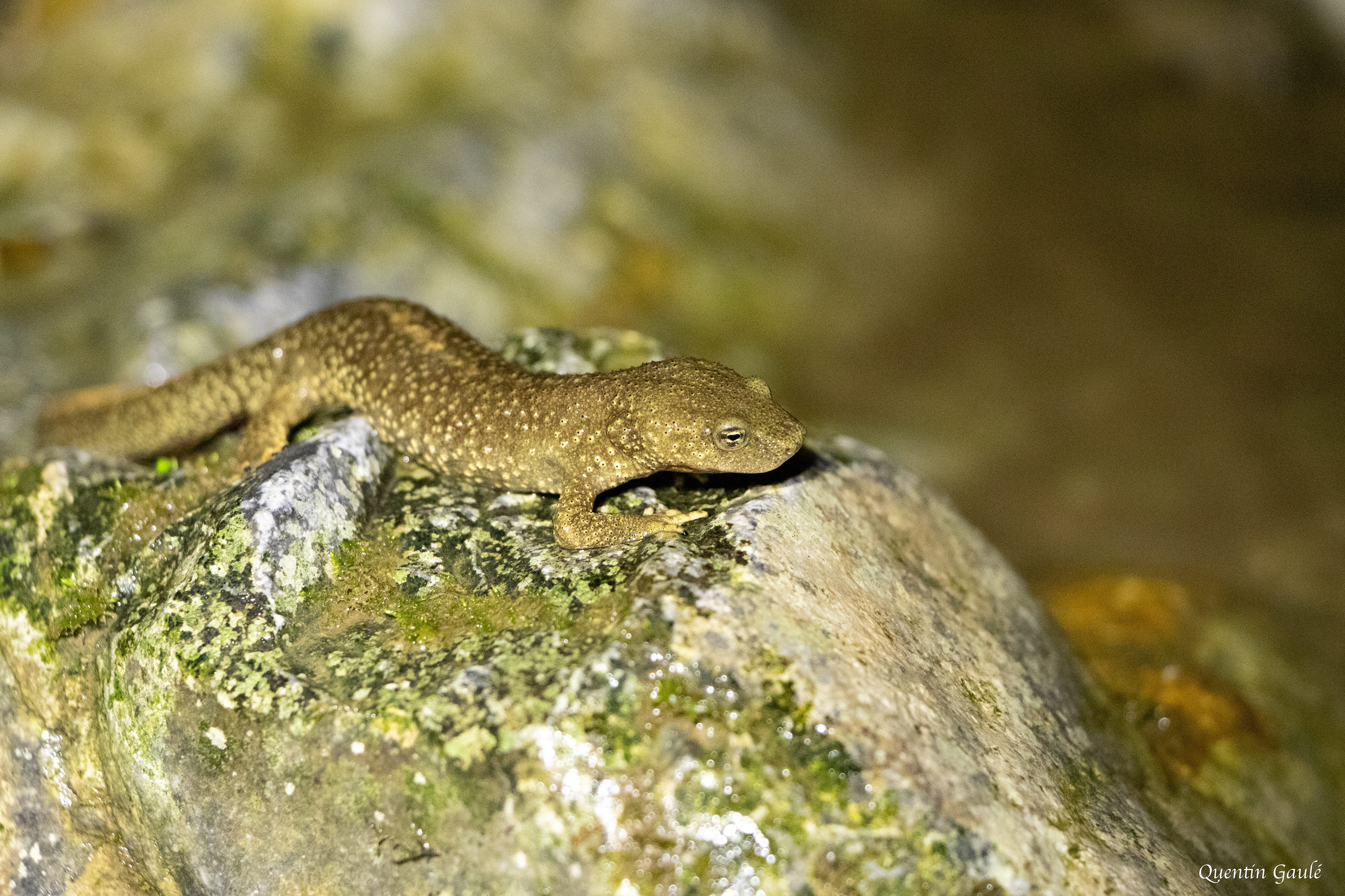 Calotriton des Pyrénées (Calotriton asper) - Sarrance (64)
