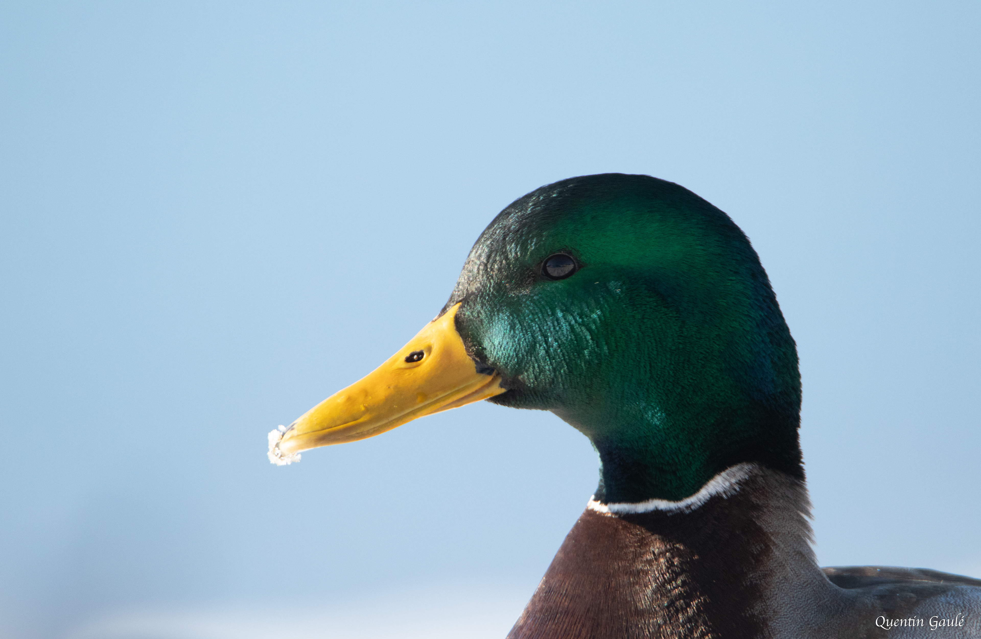 Canard colvert (Anas platyrhynchos) - Lac de Saint-Point, Doubs (25)