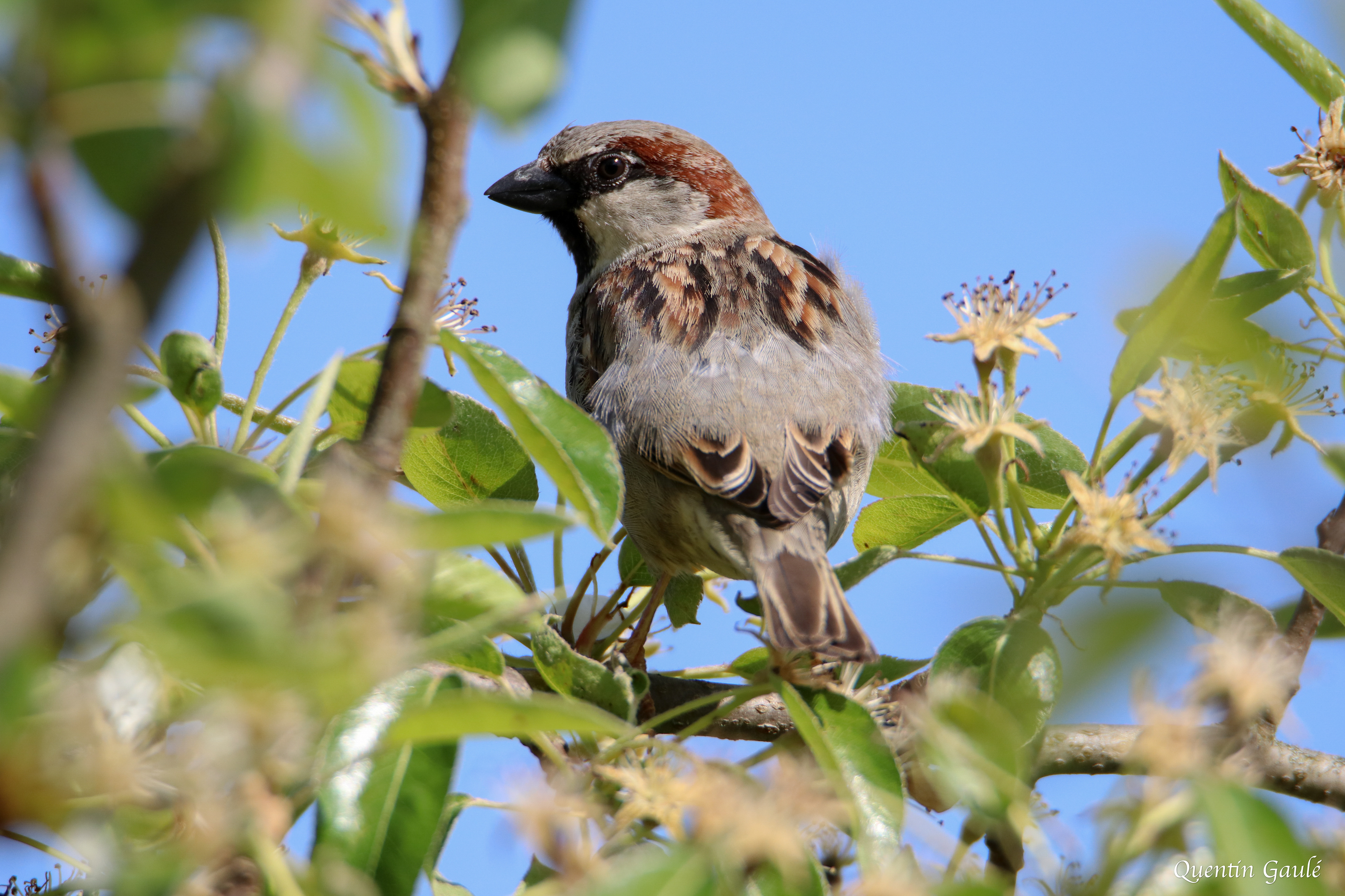 Moineau domestique (Passer domesticus) - Saint-Georges-de-Chesné, Ile-et-Vilaine (35)