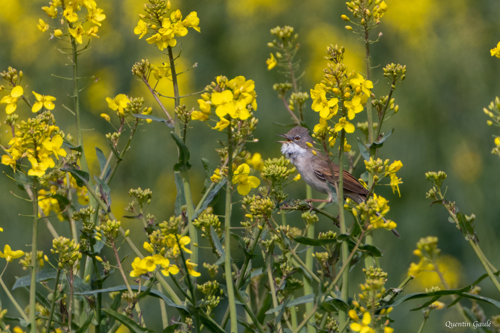 Fauvette grisette (Sylvia communis) - Moutardon (16)