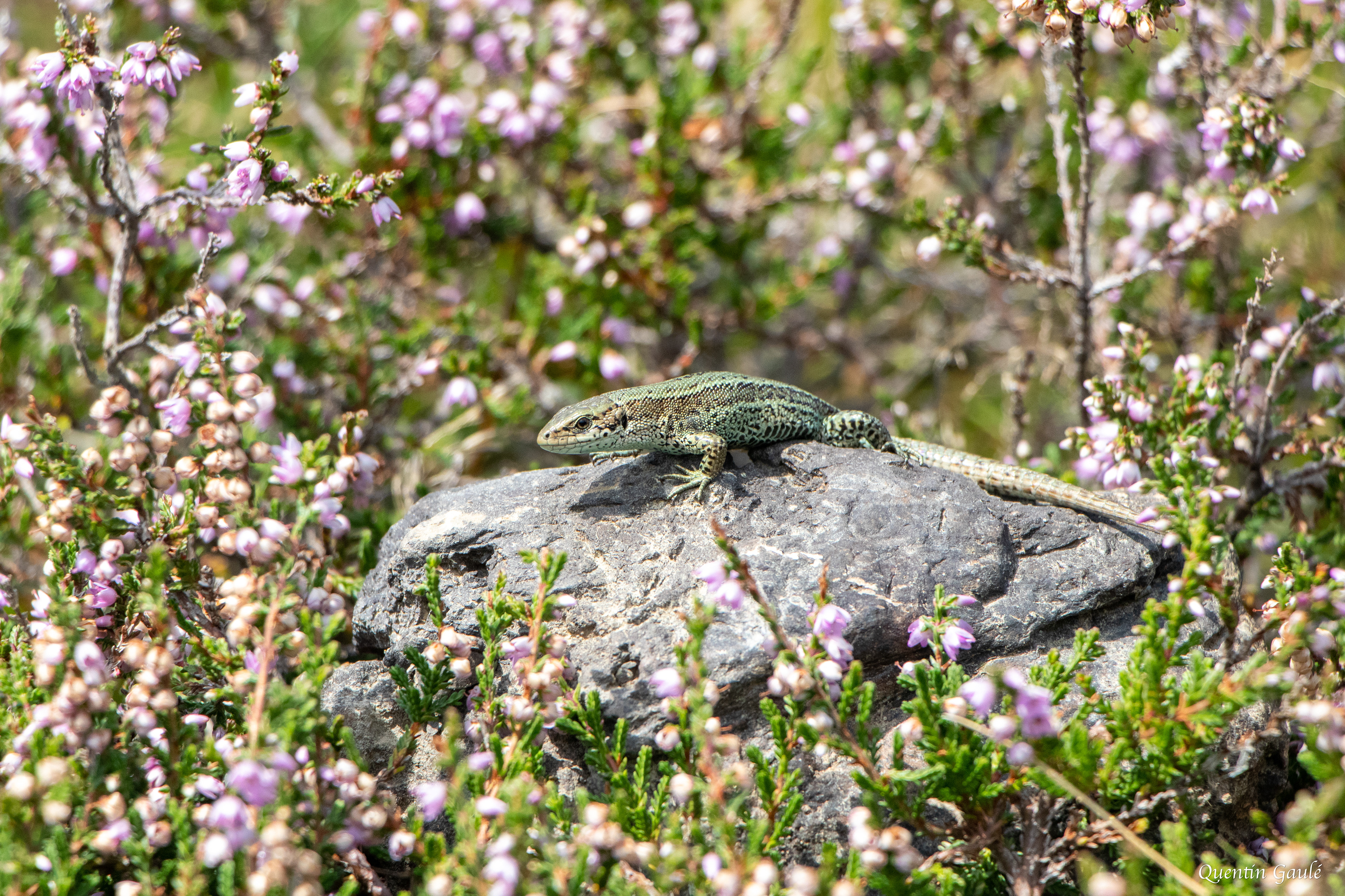 Lézard vivipare (Zootoca vivipara) - Col d'Aubisque, Eaux-Bonnes, Pyrénées-Atlantiques (64)