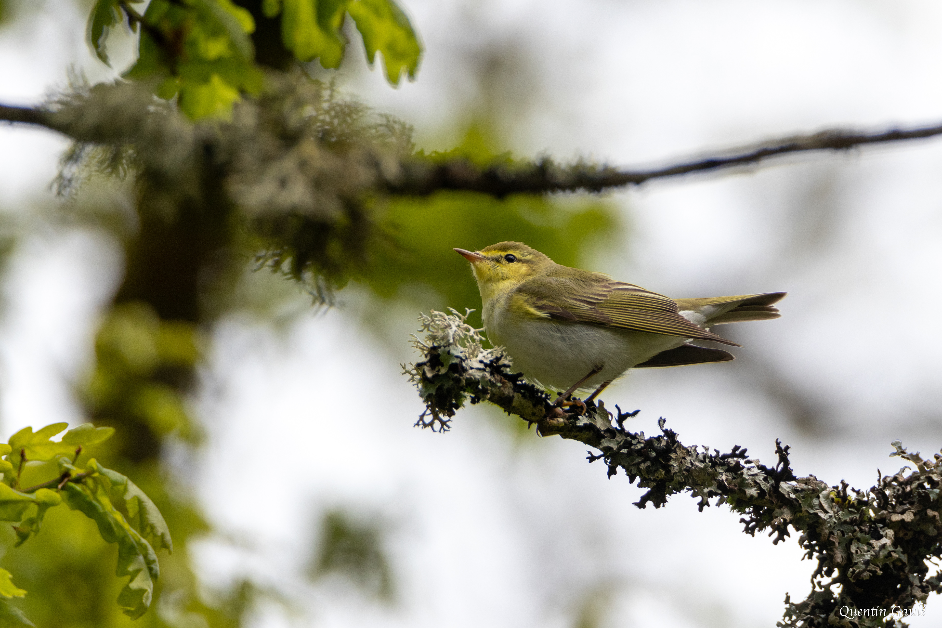 Pouillot siffleur (Phylloscopus sibilatrix) - Saint-Pardoux-Morterolles (23)