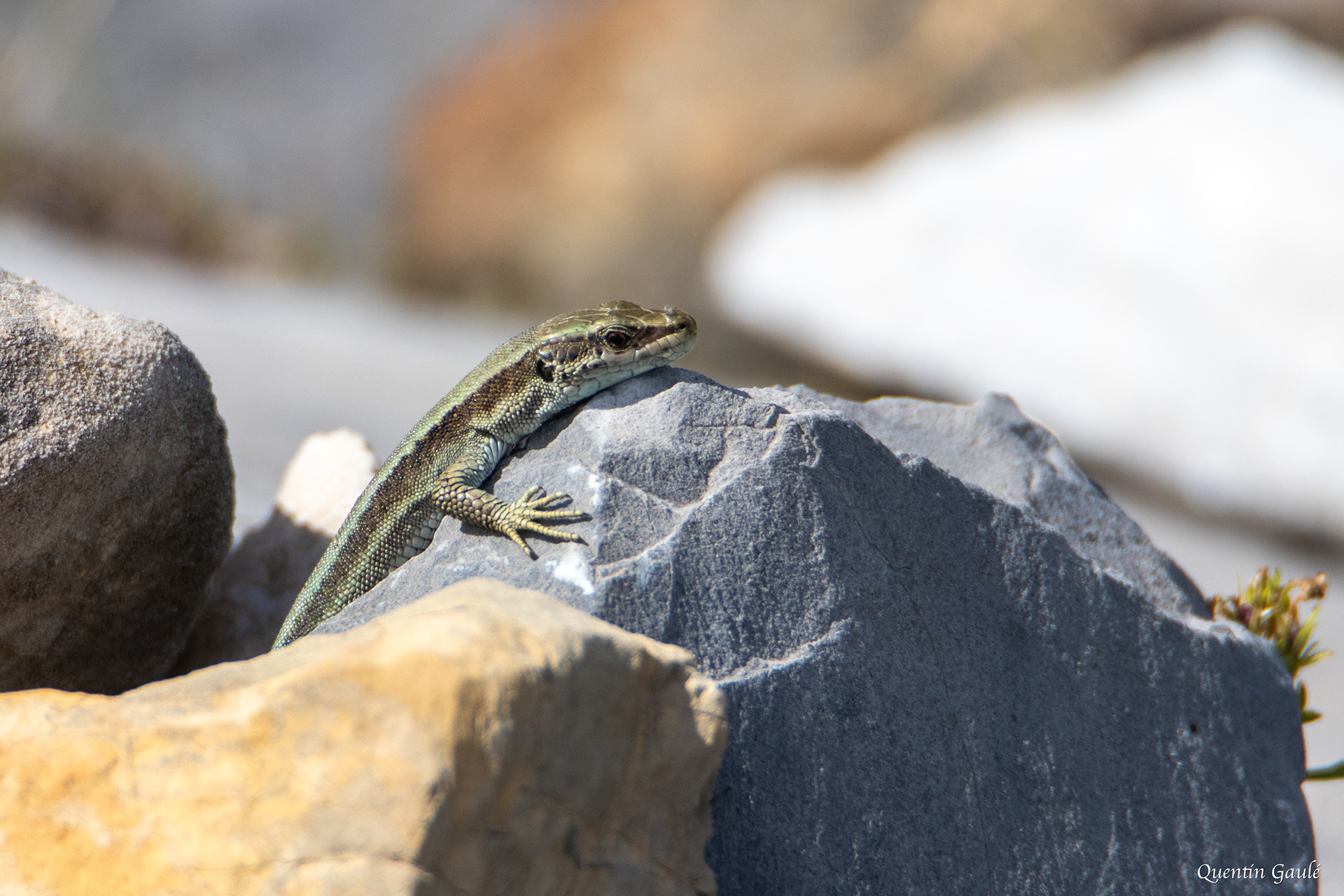 Lézard de Bonnal (Iberolacerta bonnali) - Gourette, Eaux-Bonnes, Pyrénées-Atlantiques (64)