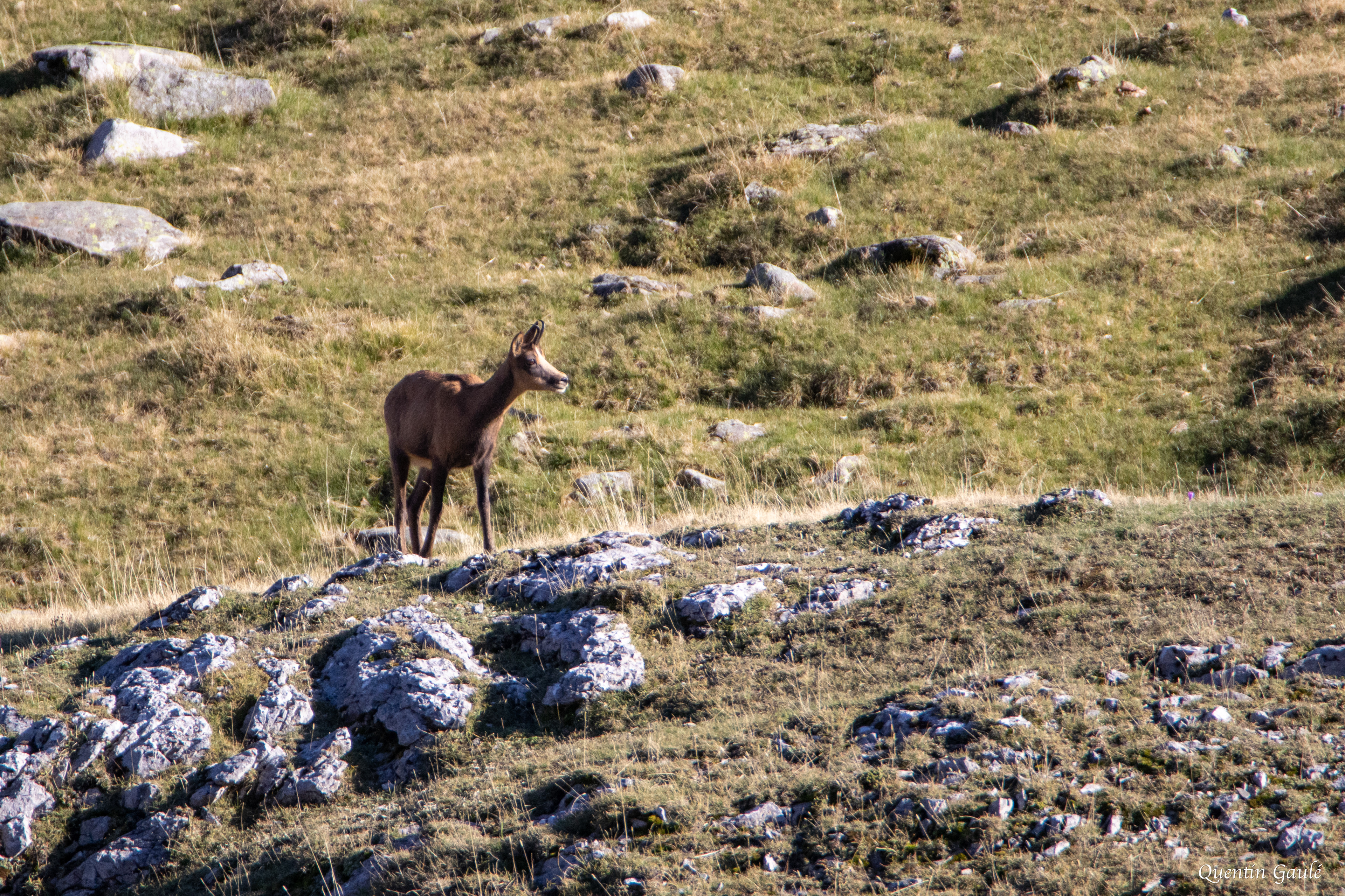 Isard (Rupicapra pyrenaica) - Col du Pourtalet, Laruns (64)
