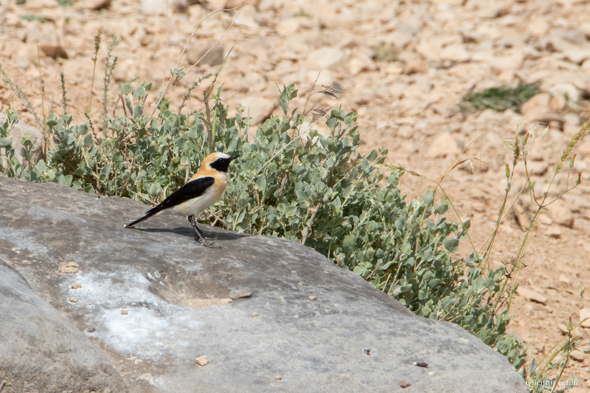 Traquet oreillard (Oenanthe hispanica) - Parc Naturel des Bardenas Reales, Navarre (Espagne)