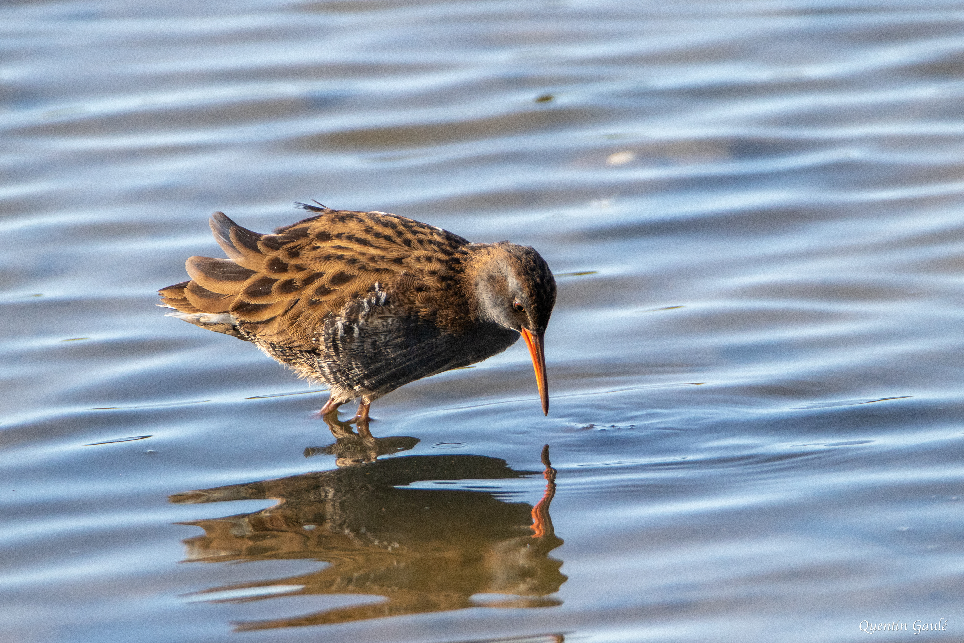 Râle d'eau (Rallus aquaticus) - Réserve ornithologique du Teich, Gironde (33)
