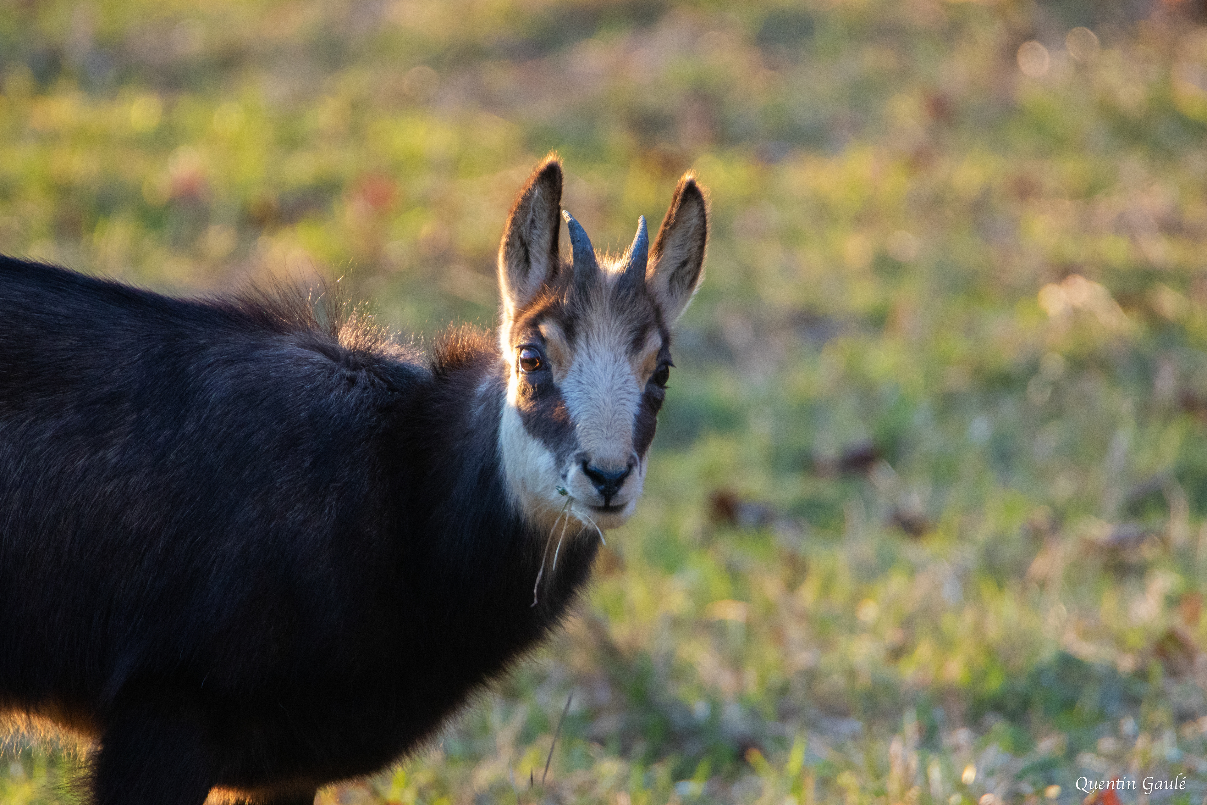 Chamois (Rupicapra rupicapra) - Besançon (25)