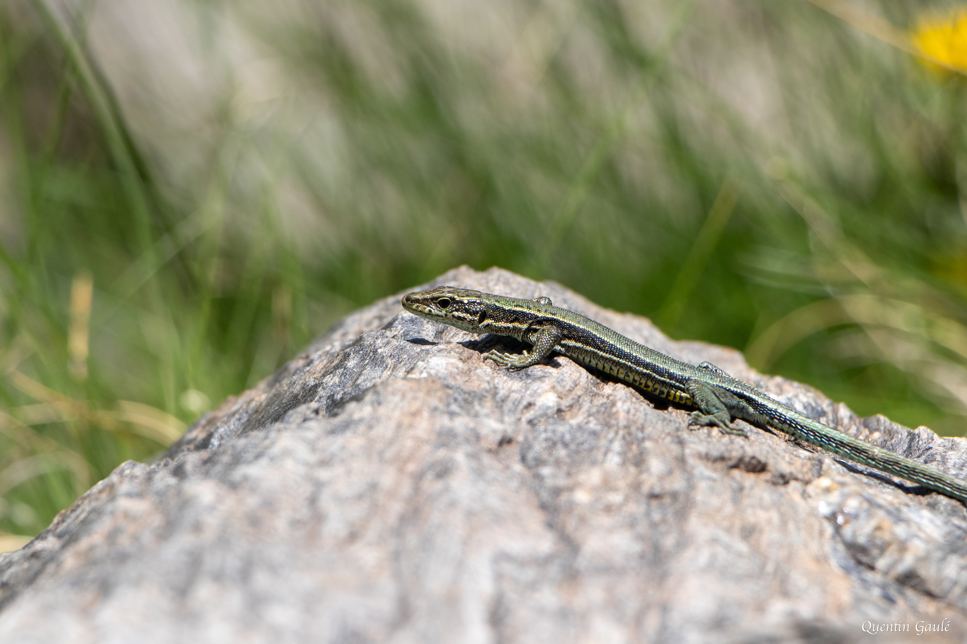 Lézard d'Aurelio (Iberolacerta aurelioi) - Cirque glaciaire de Soulcem, Auzat, Ariège (09)