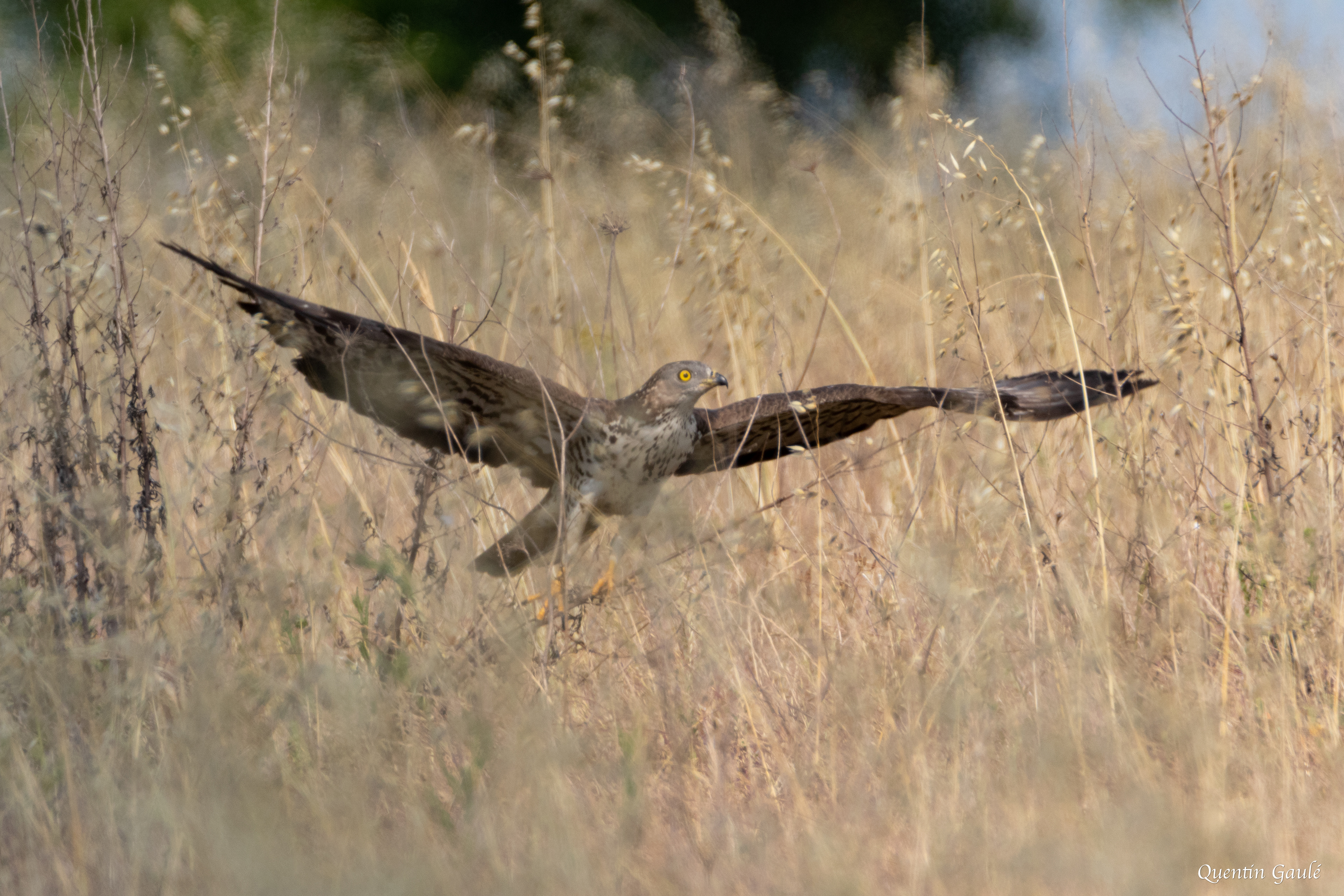 Bondrée apivore (Pernis apivorus) - Xambes, Charente (16)