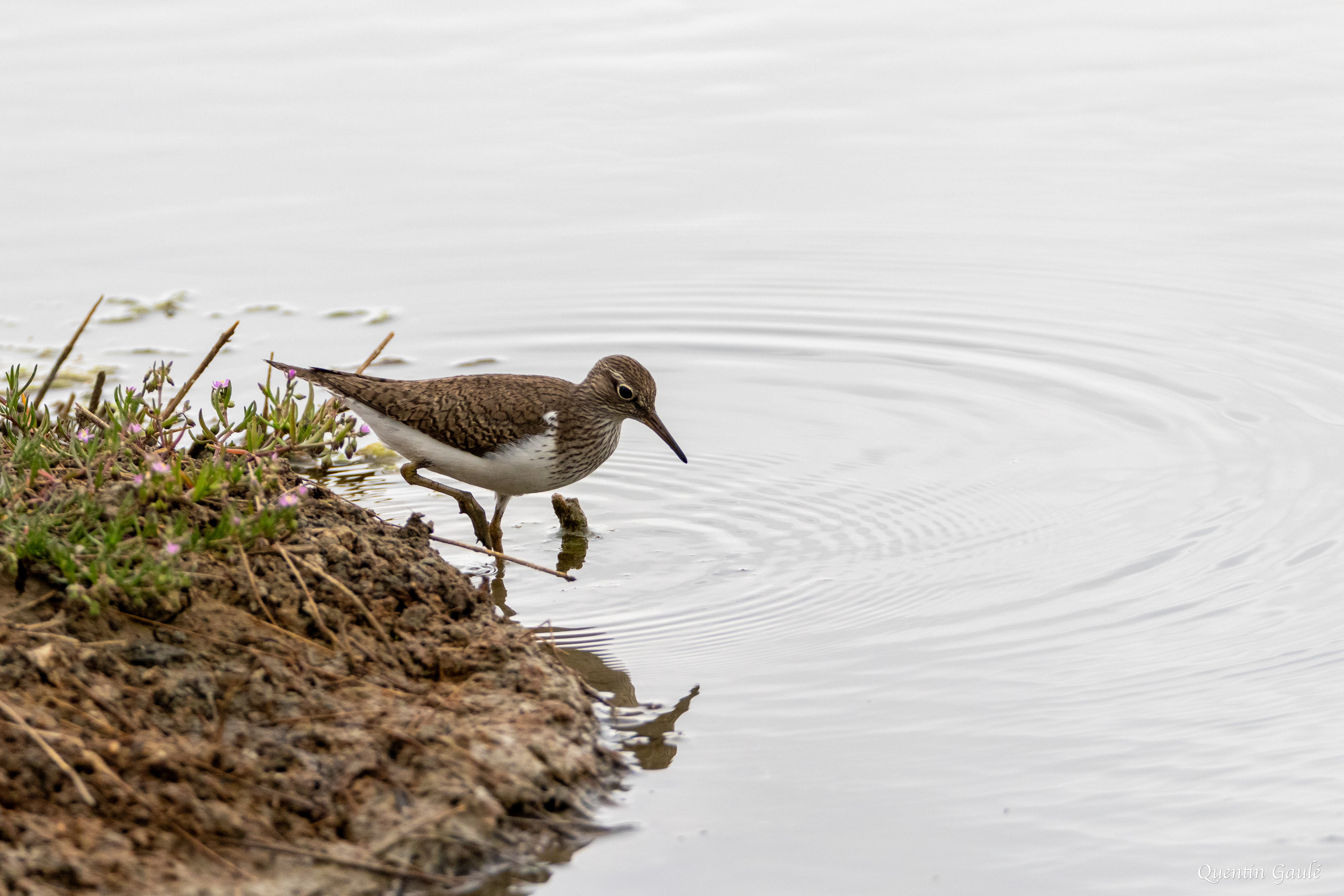Chevalier guignette (Actitis hypoleucos) - Réserve ornithologique du Teich, Gironde (33)