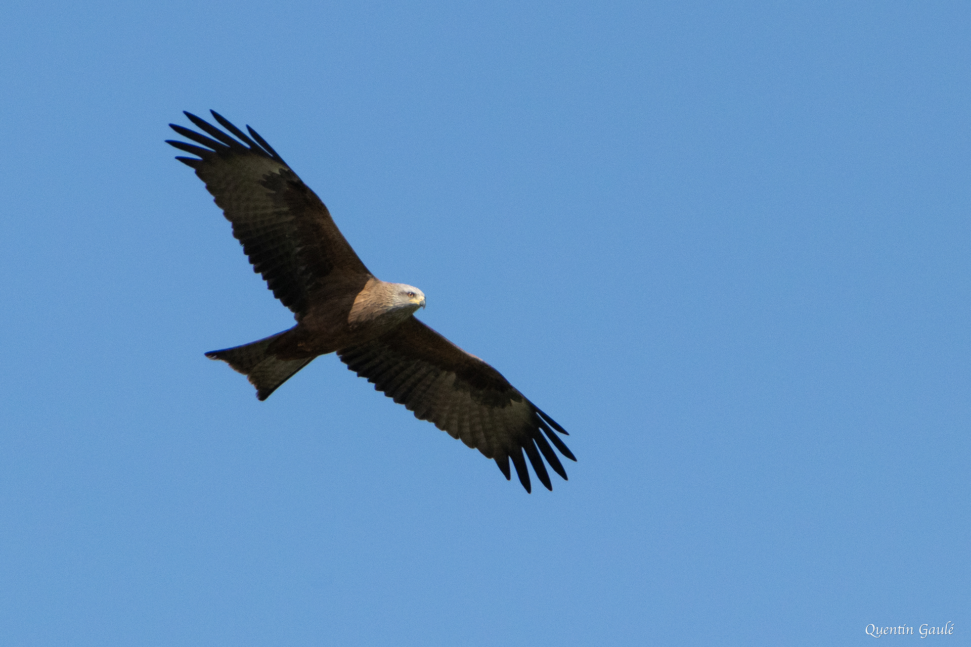 Milan noir (Milvus migrans) - Peigney, Haute-Marne (52)