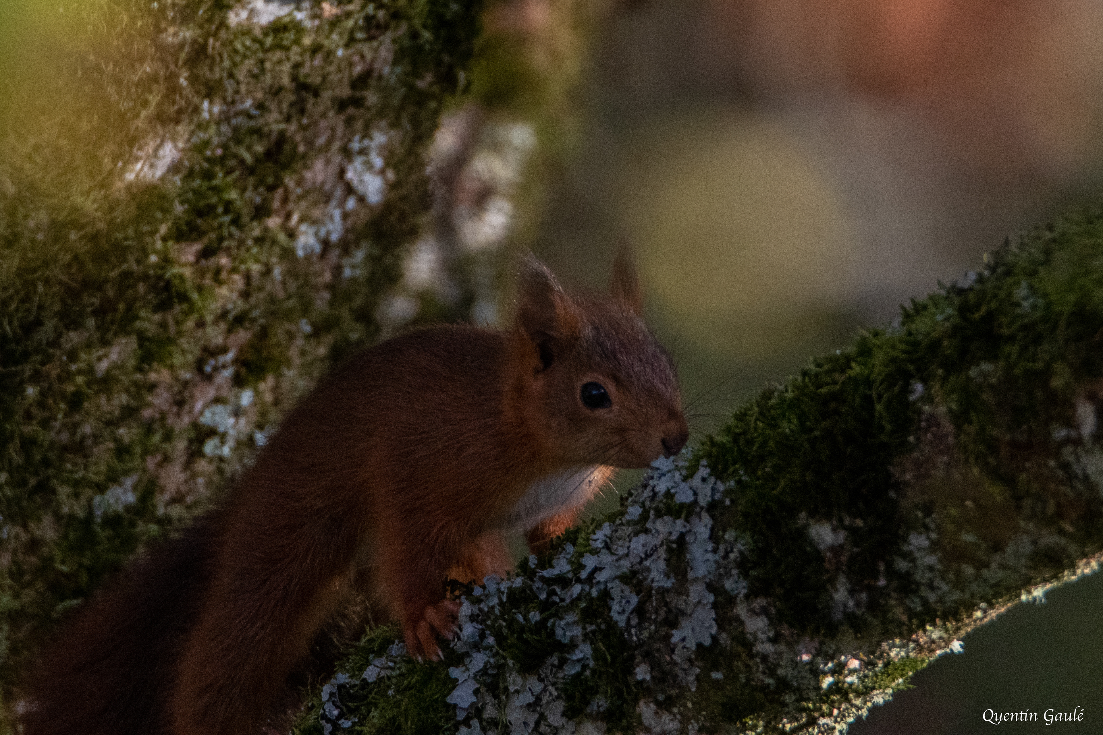 Écureuil roux (Sciurus vulgaris) - Langres (52)