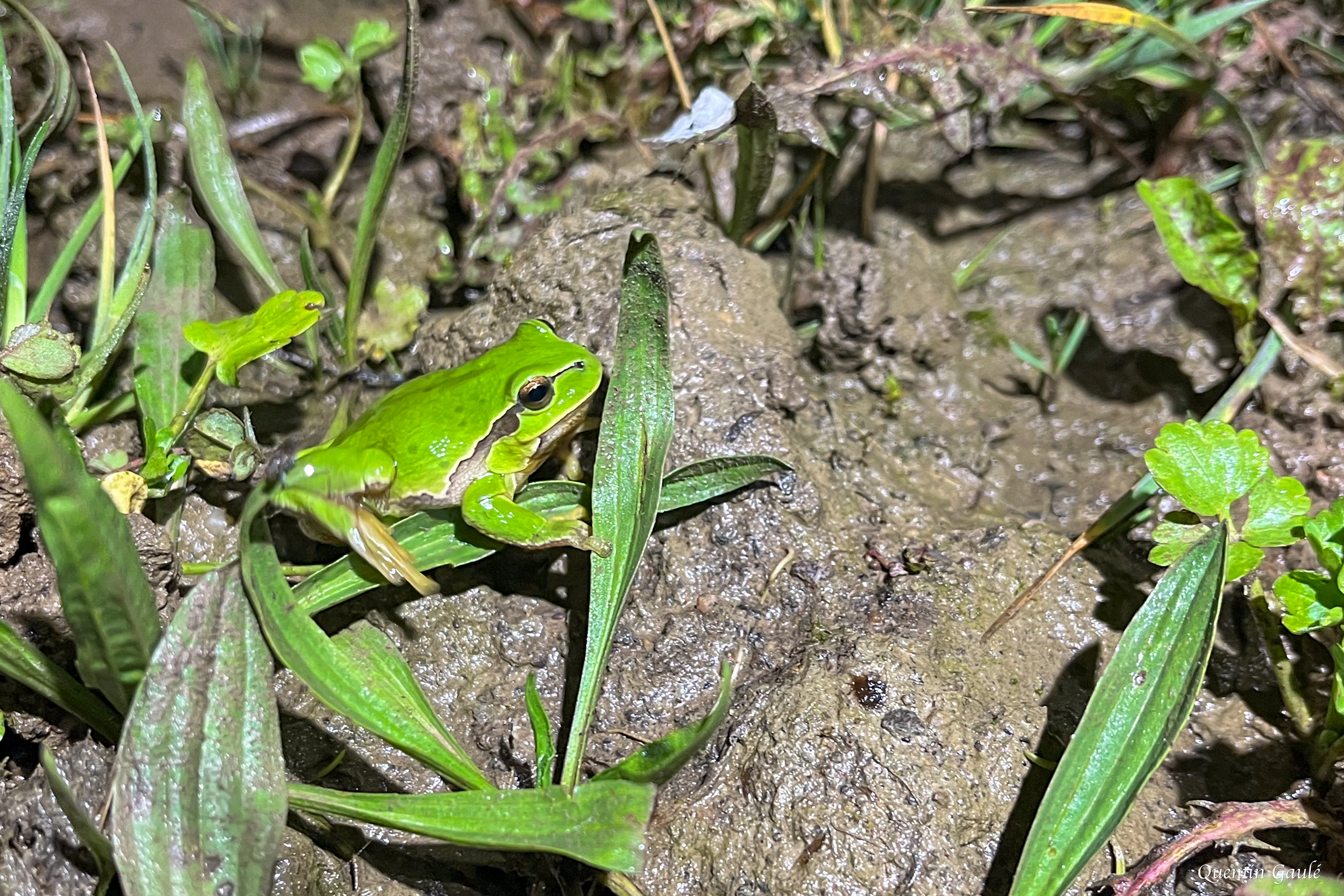 Rainette verte (Hyla arborea) - Brigueil-le-Chantre (86)