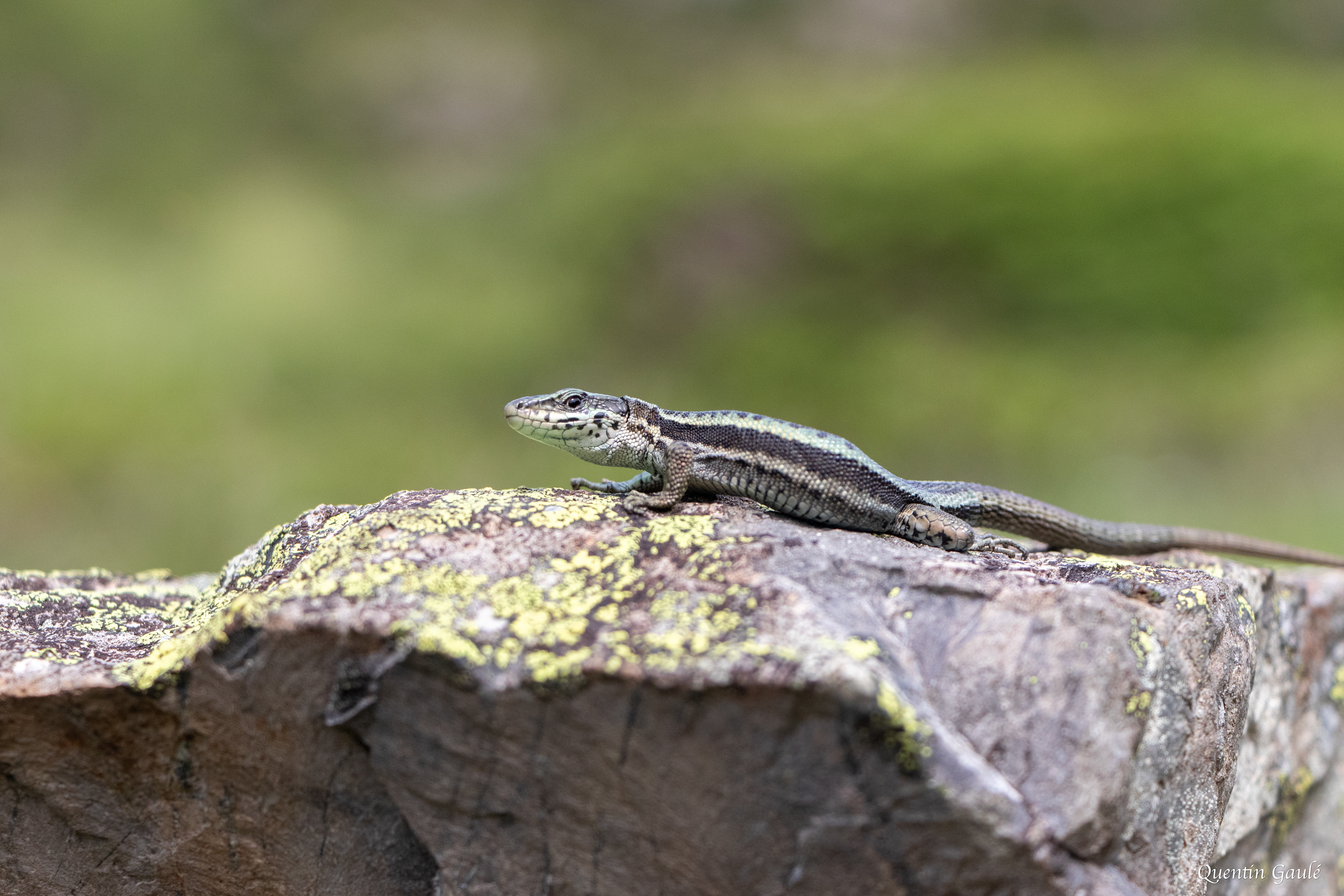 Lézard du Val d'Aran (berolacerta aranica) - Étang d'Eychelle, Bethmale, Ariège (09)