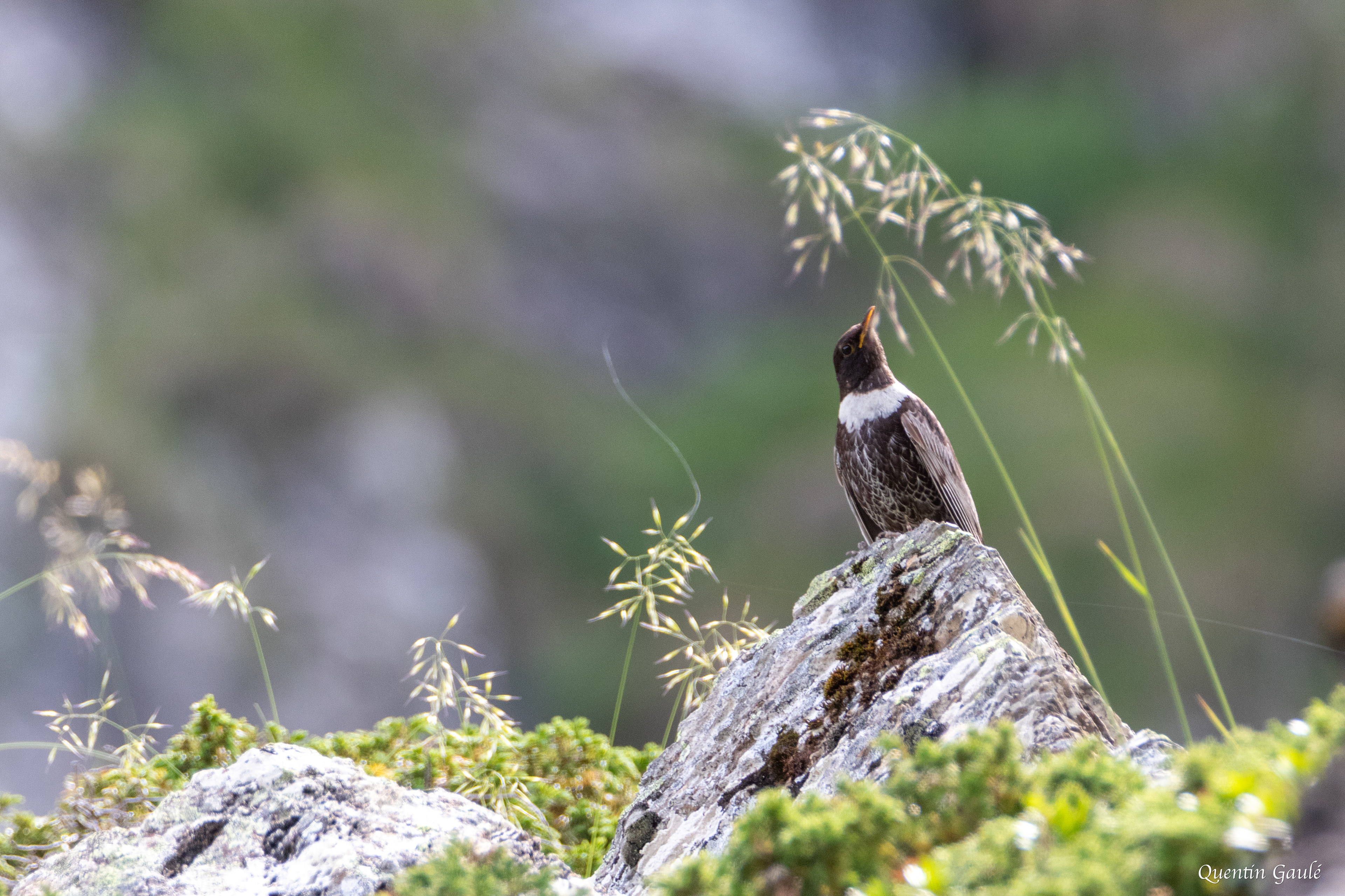 Merle à plastron (Turdus torquatus) - Étang d'Eychelle, Bethmale (09)